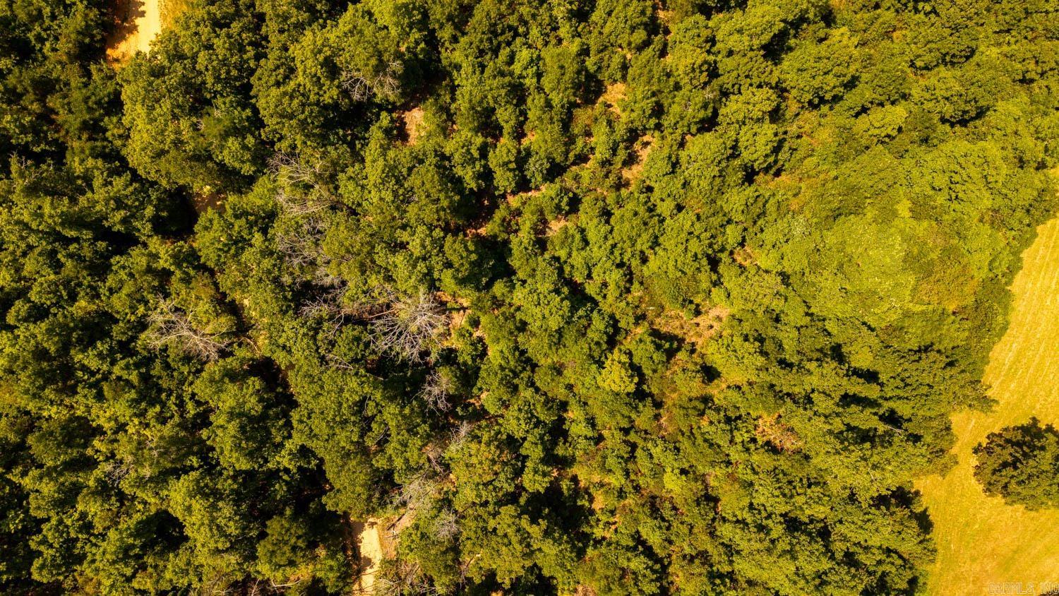 TBD County Road 443  Birch Tree, MO