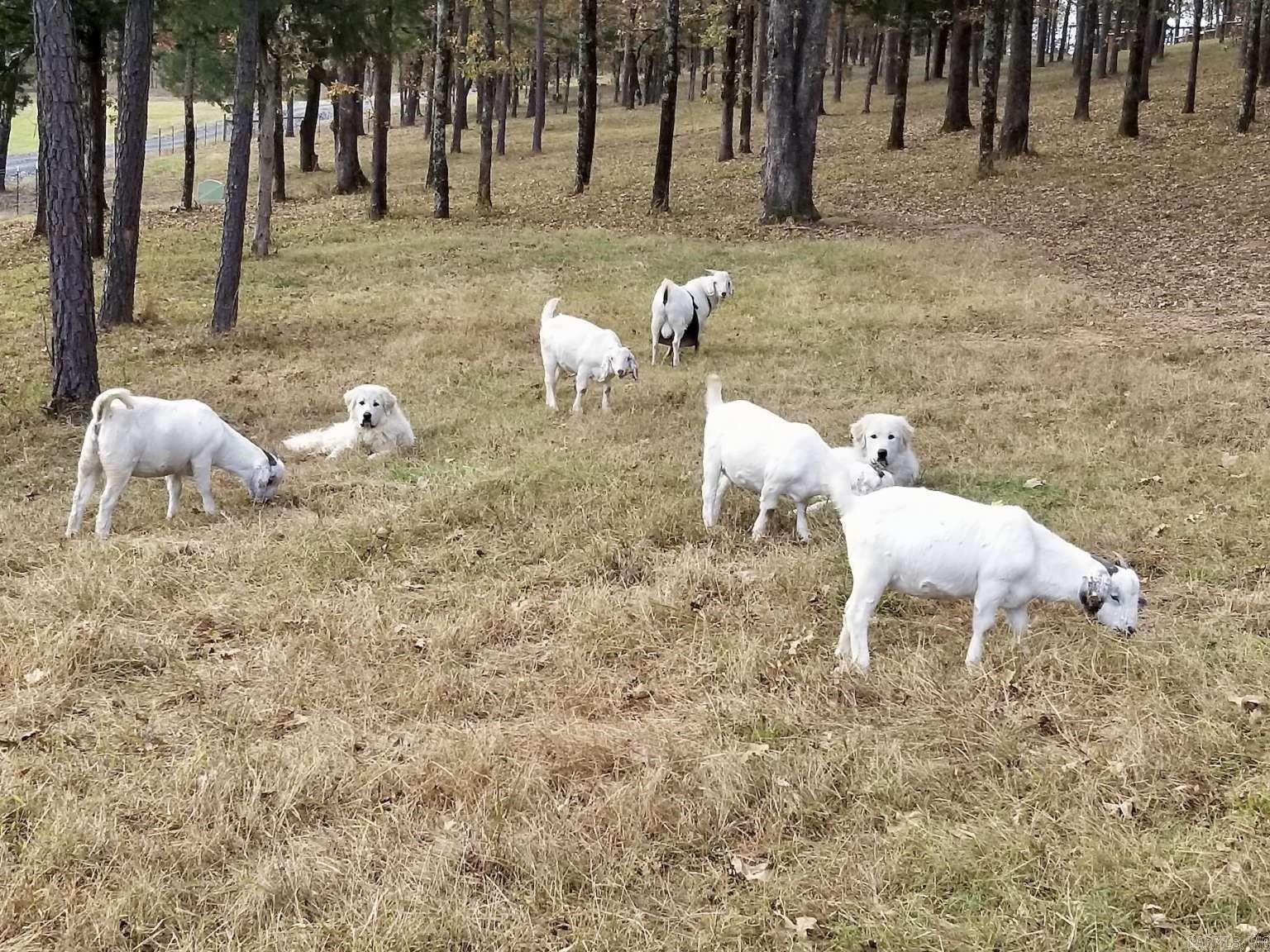 49 Goshen Valley  Mayflower, AR