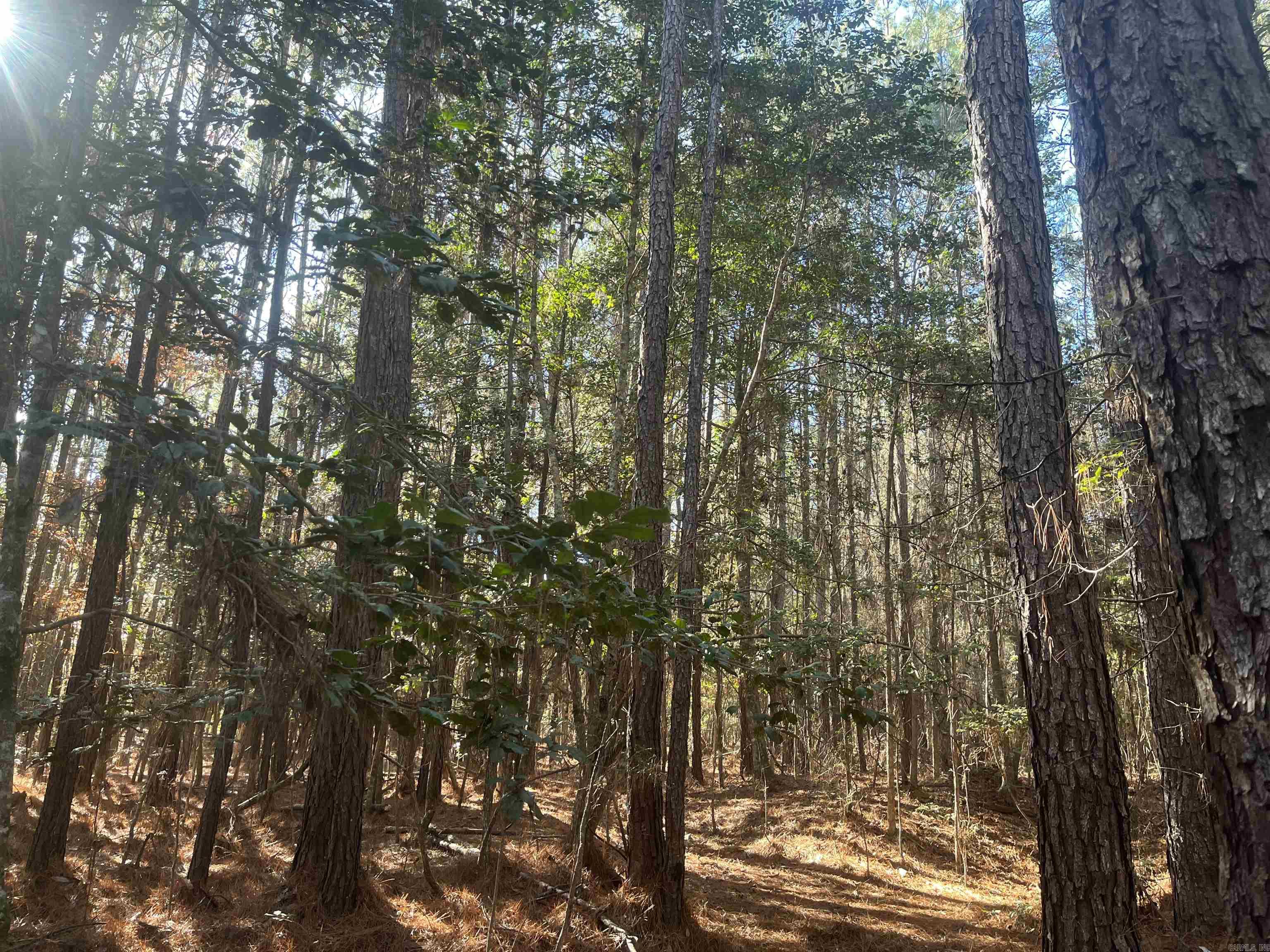 23-19-16 Junction City Tram  Junction City, AR