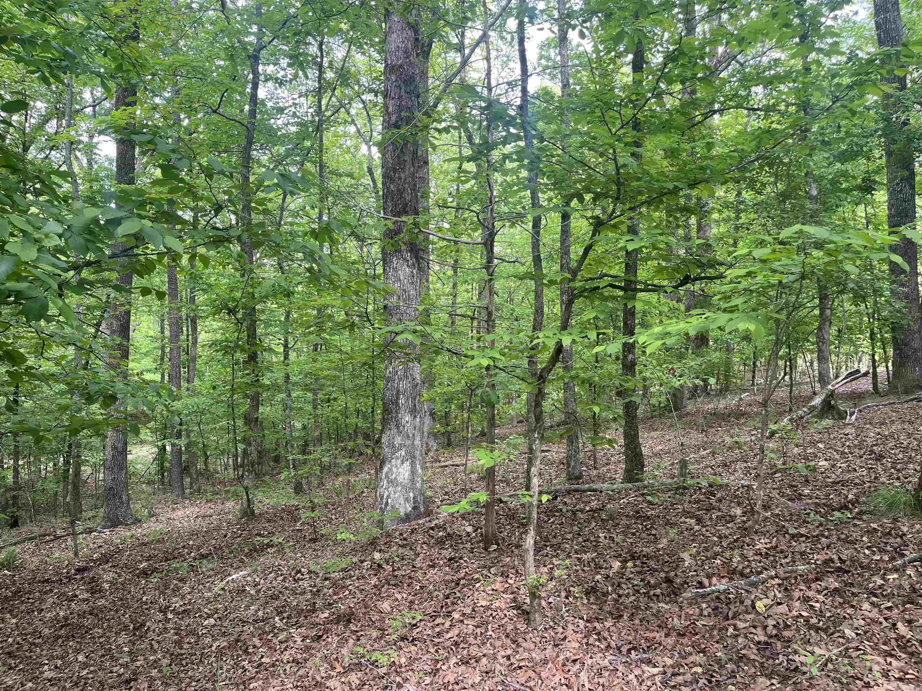 XXX Bear Den  Caddo Gap, AR