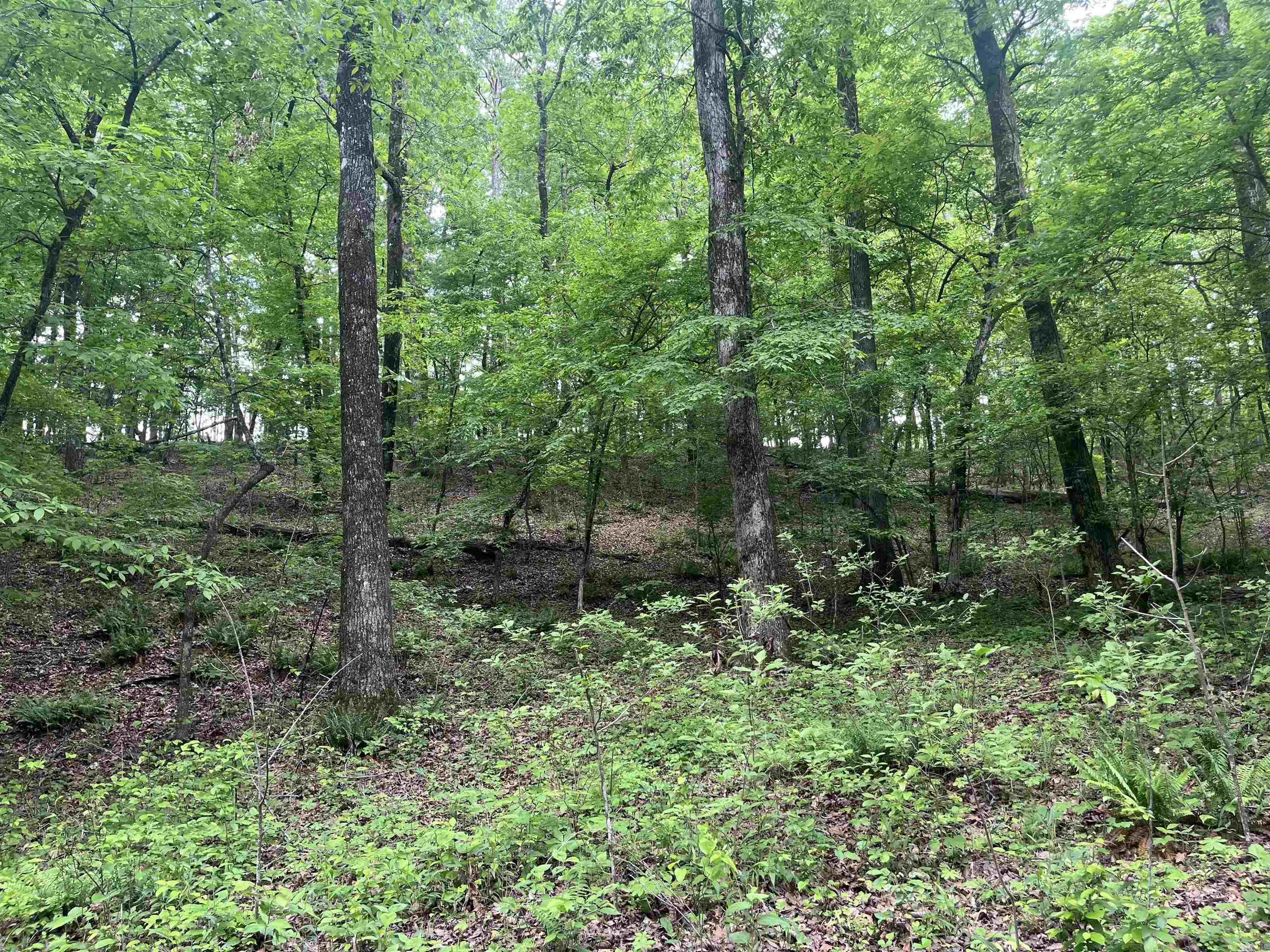 XXX Bear Den  Caddo Gap, AR