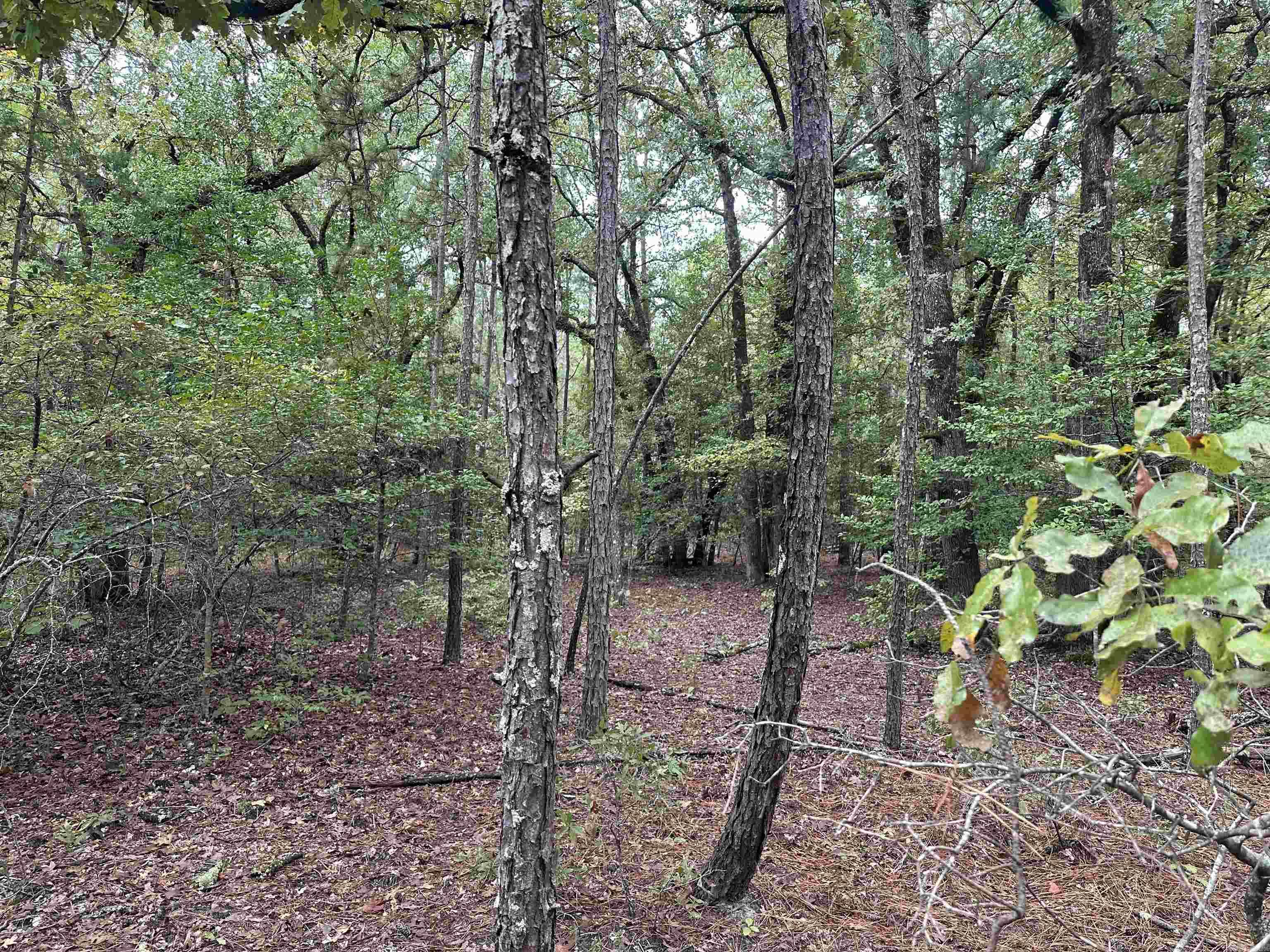 24-11-19 Ouachita CR 75  Chidester, AR