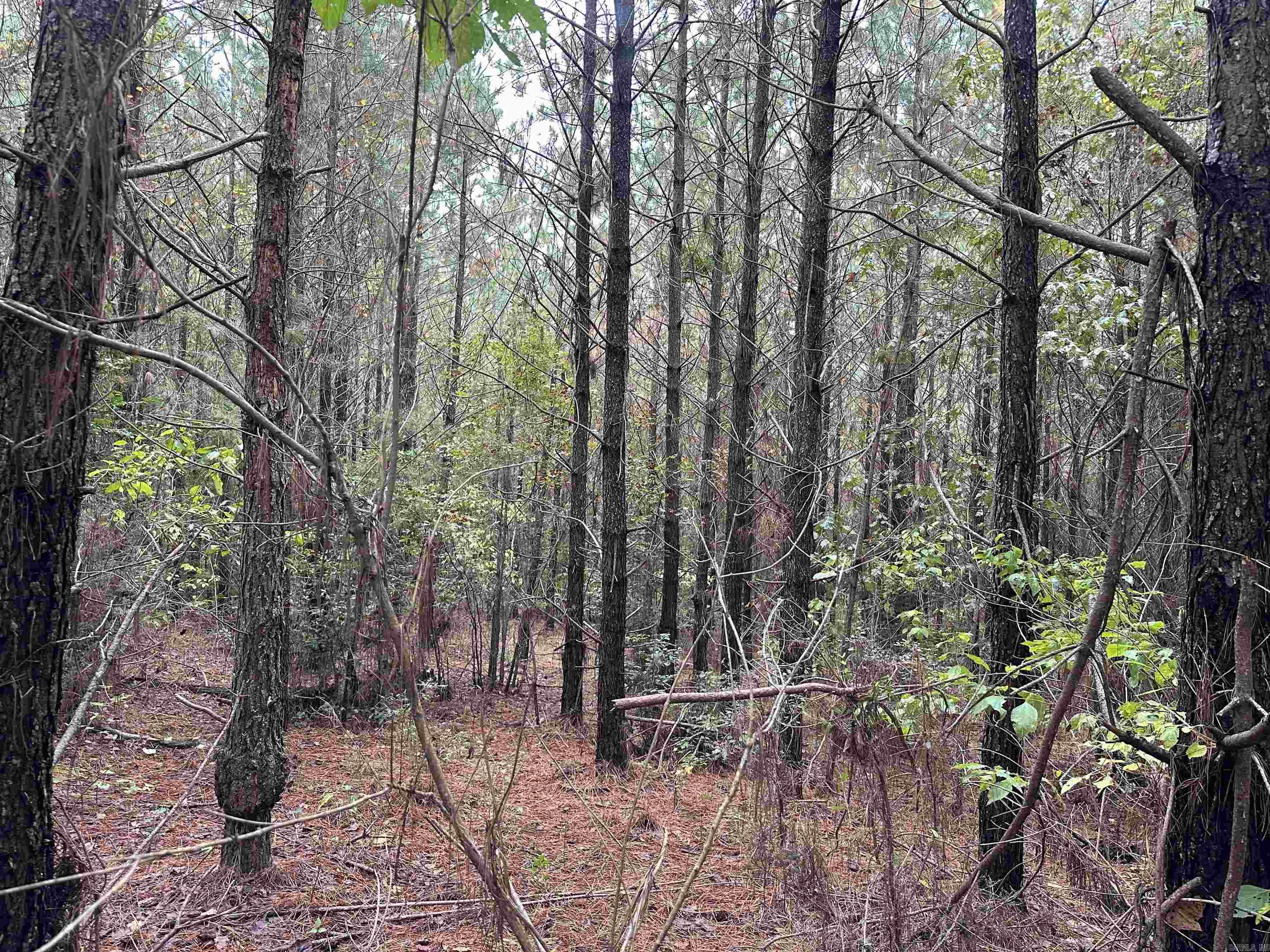 24-11-19 Ouachita CR 75  Chidester, AR