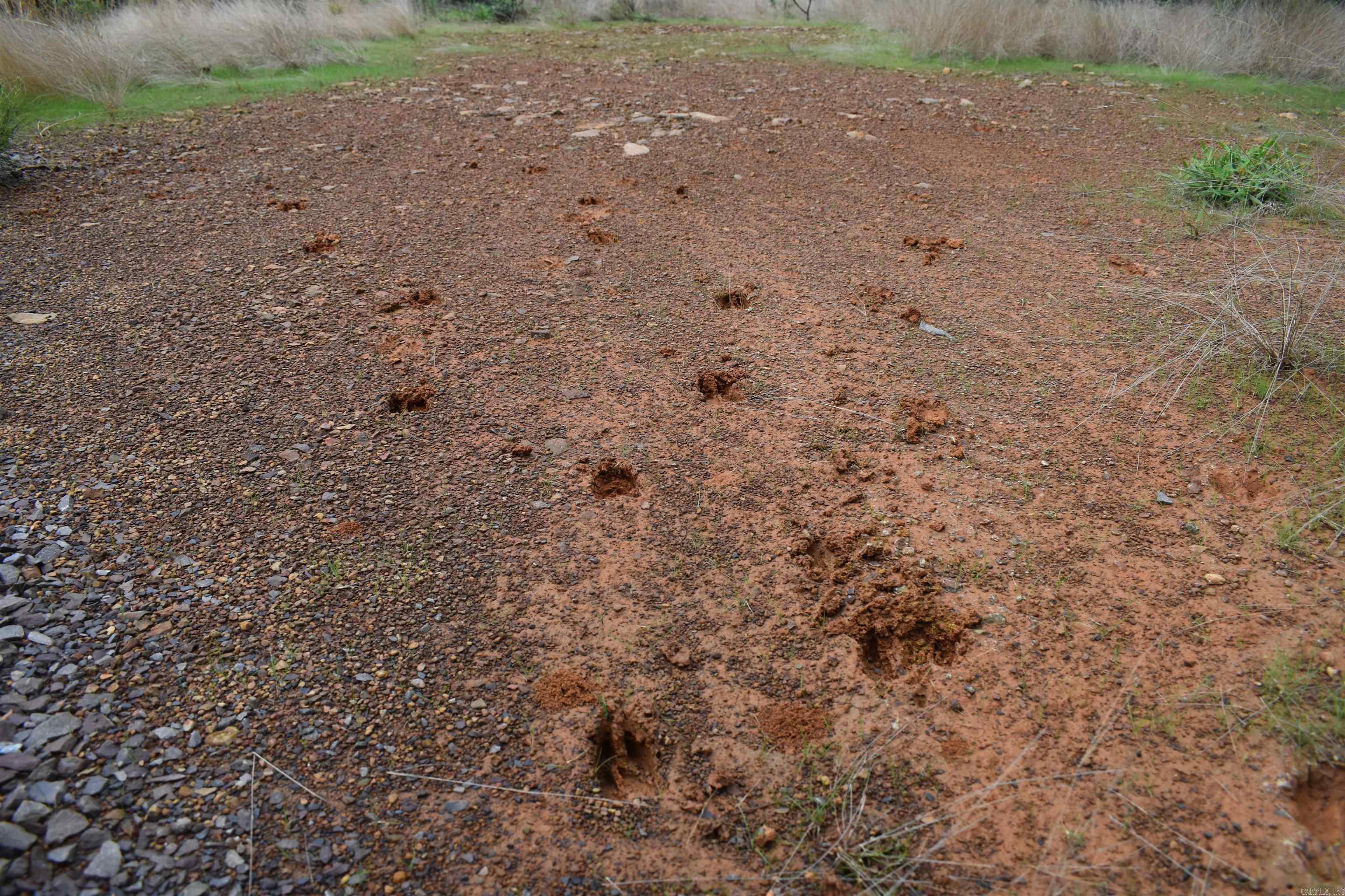 0000 Dooley Road  Parks, AR