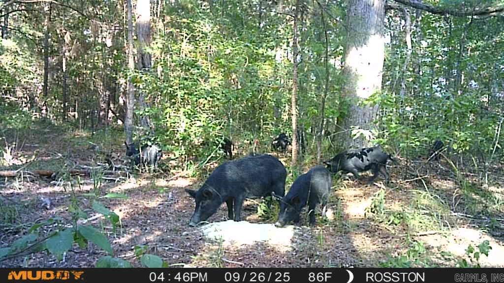 33,34-12-19 State Hwy 57  Chidester, AR