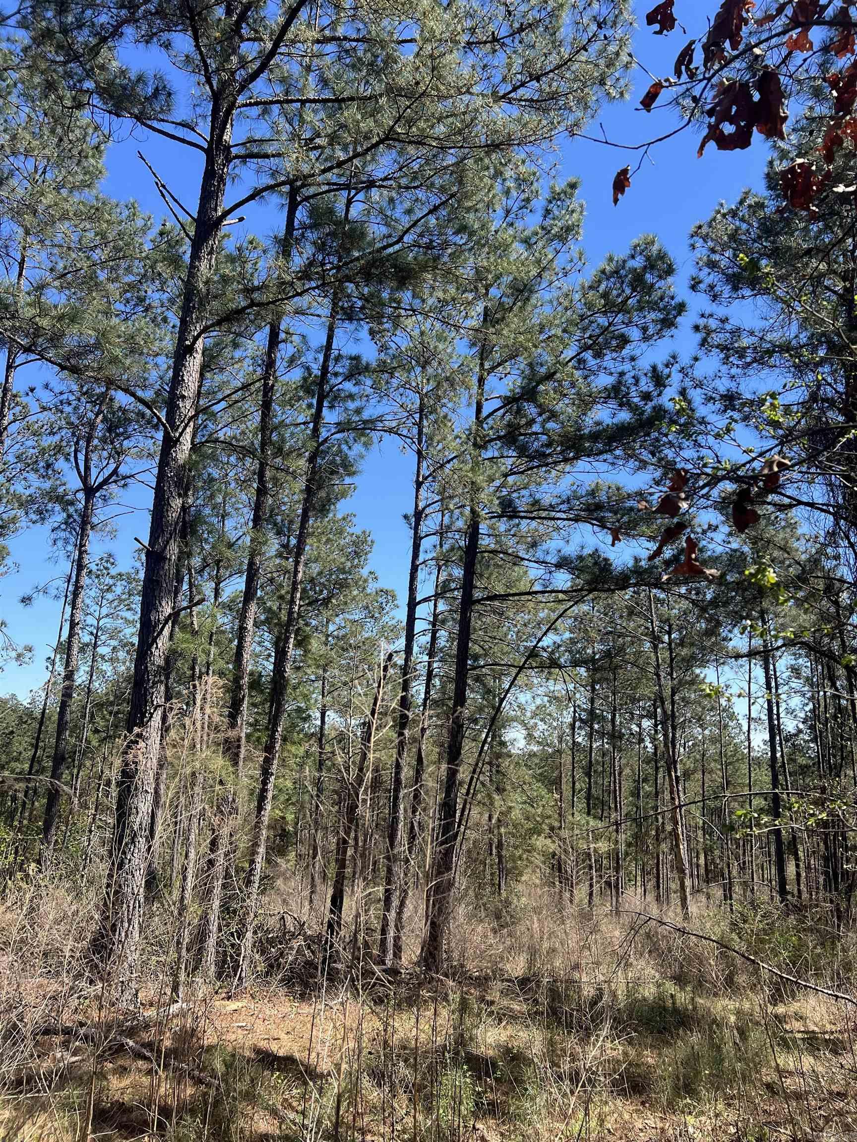 11-13-19 Ouachita CR 183  Chidester, AR