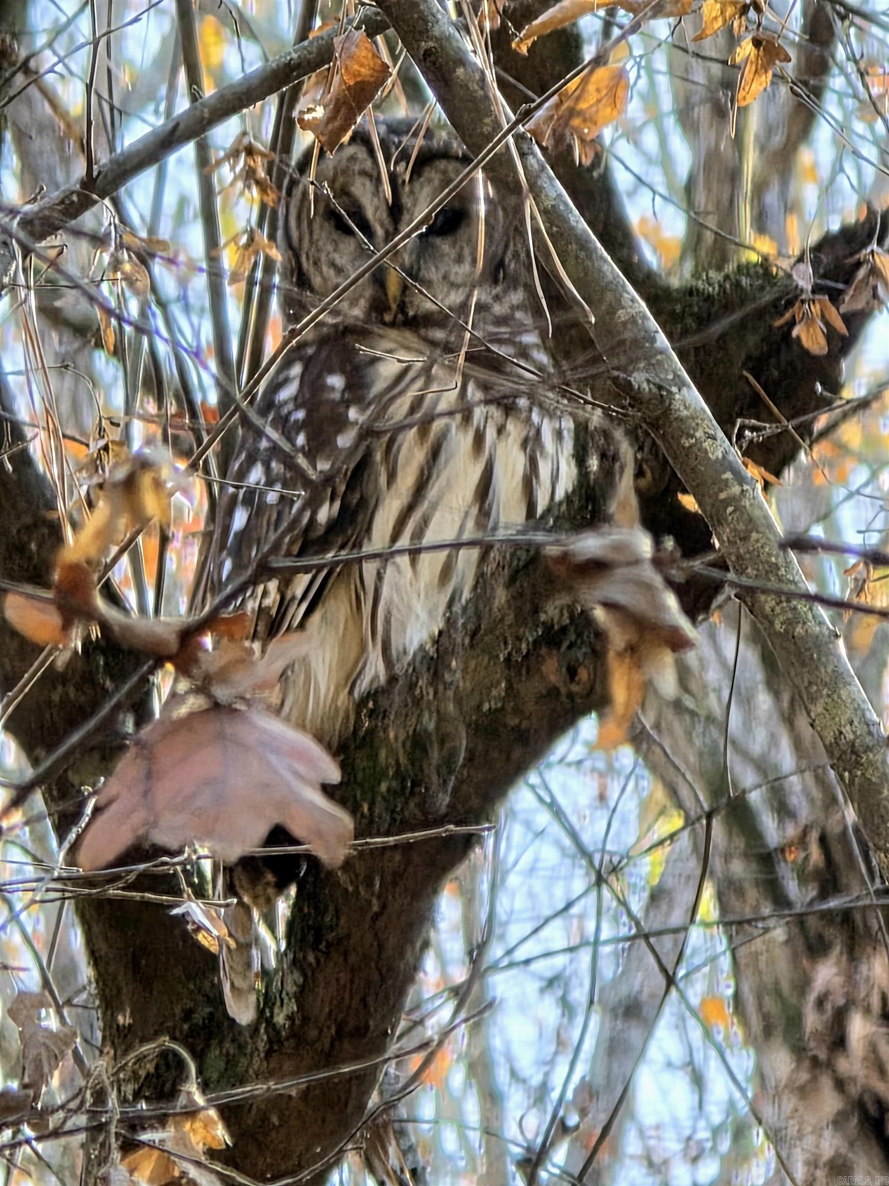 149 Bugler  Pearcy, AR