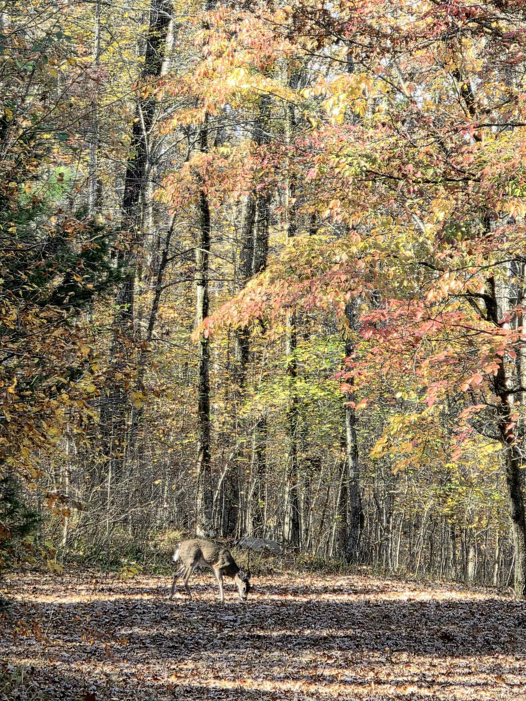 149 Bugler  Pearcy, AR