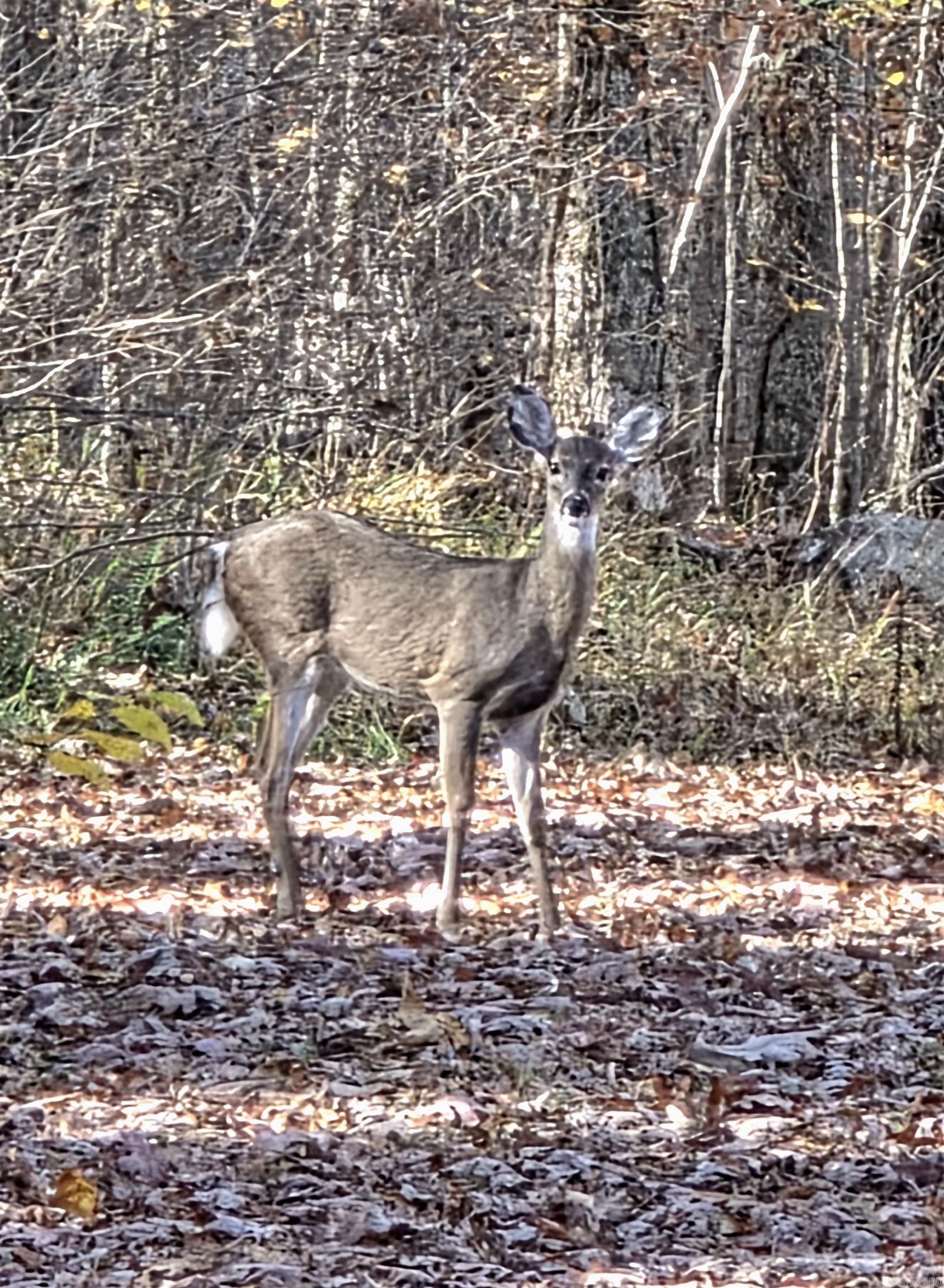149 Bugler  Pearcy, AR