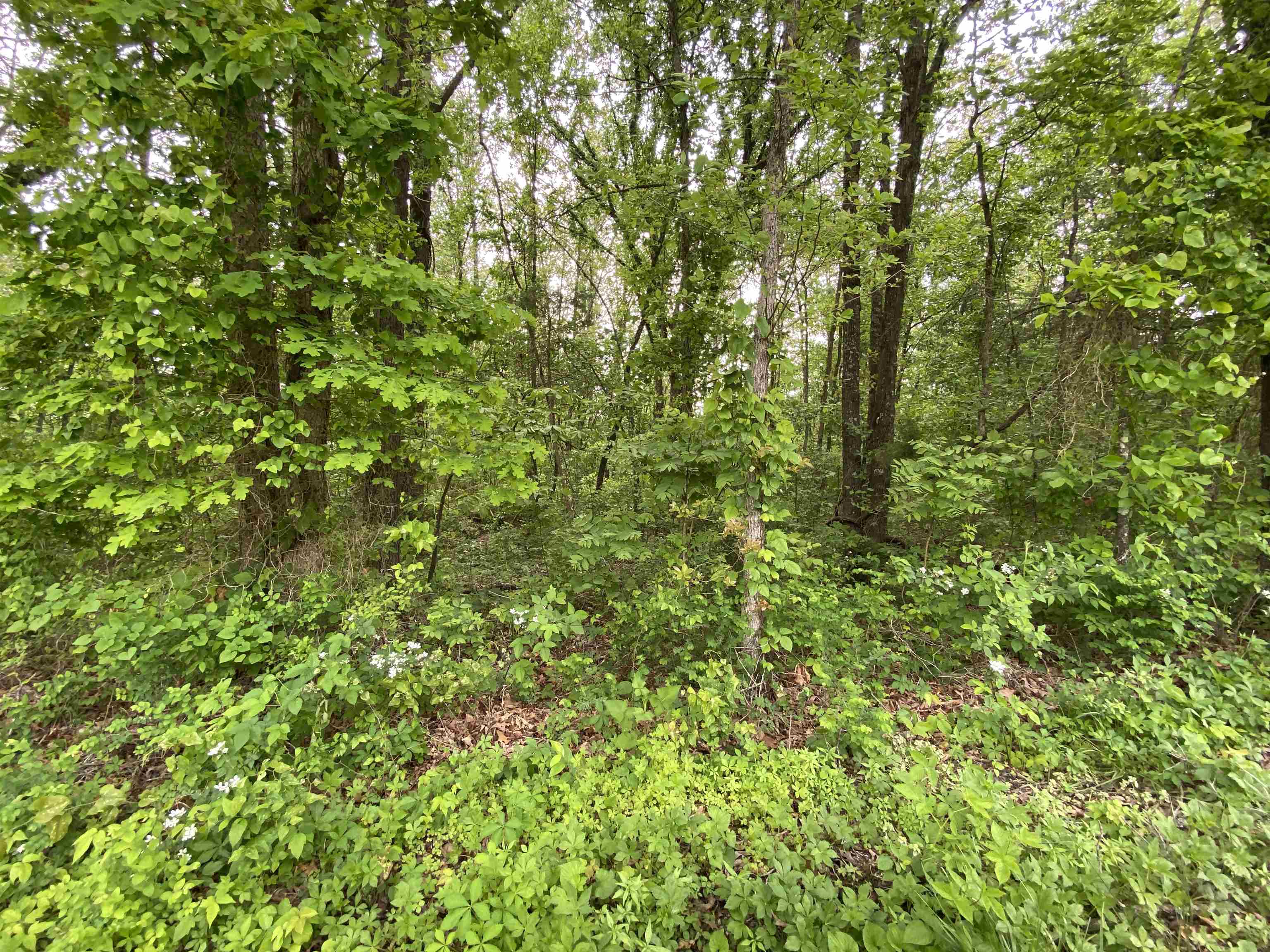 144 Elm Street  Pineville, AR