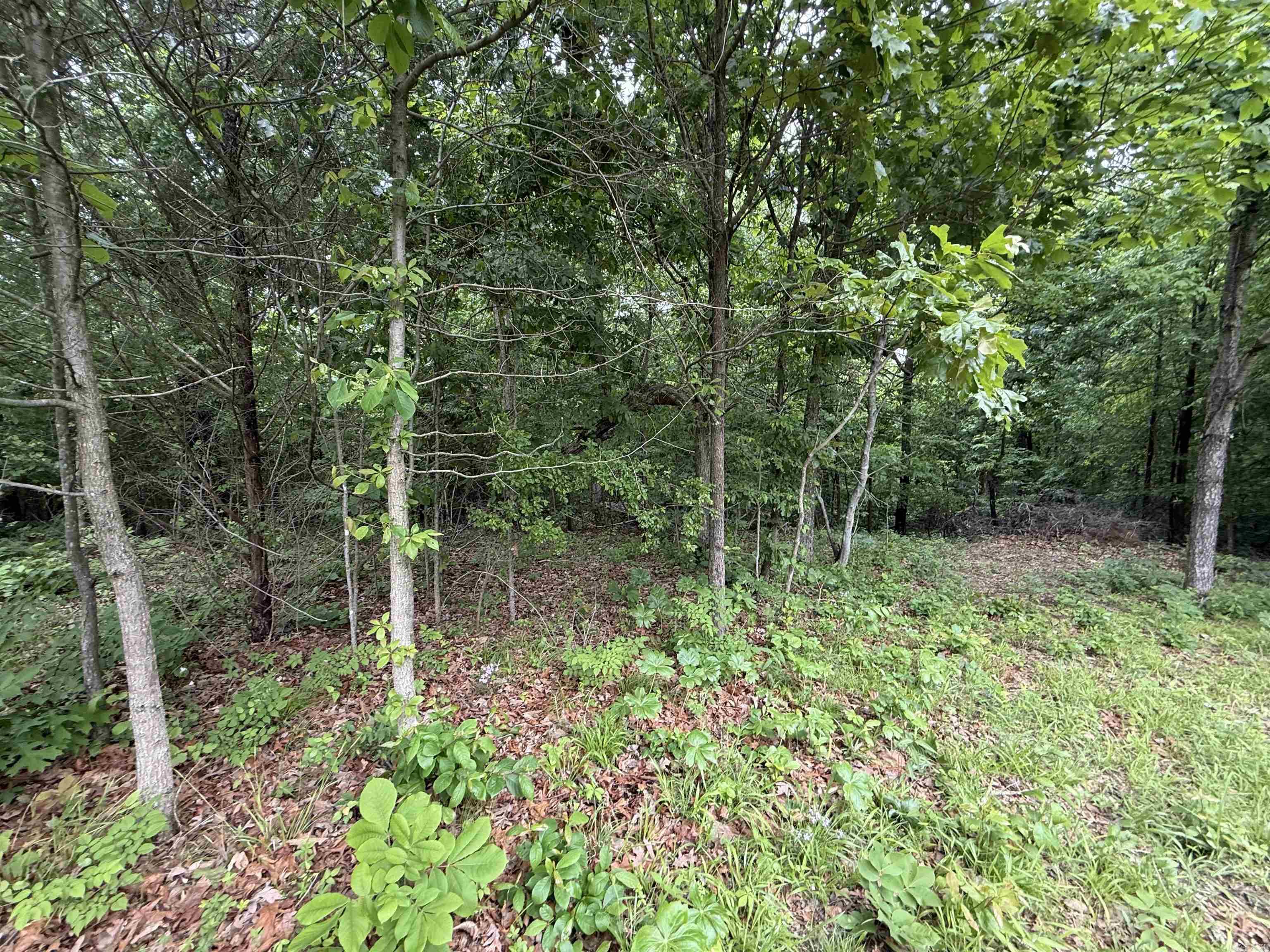 197 County 426  Rector, AR