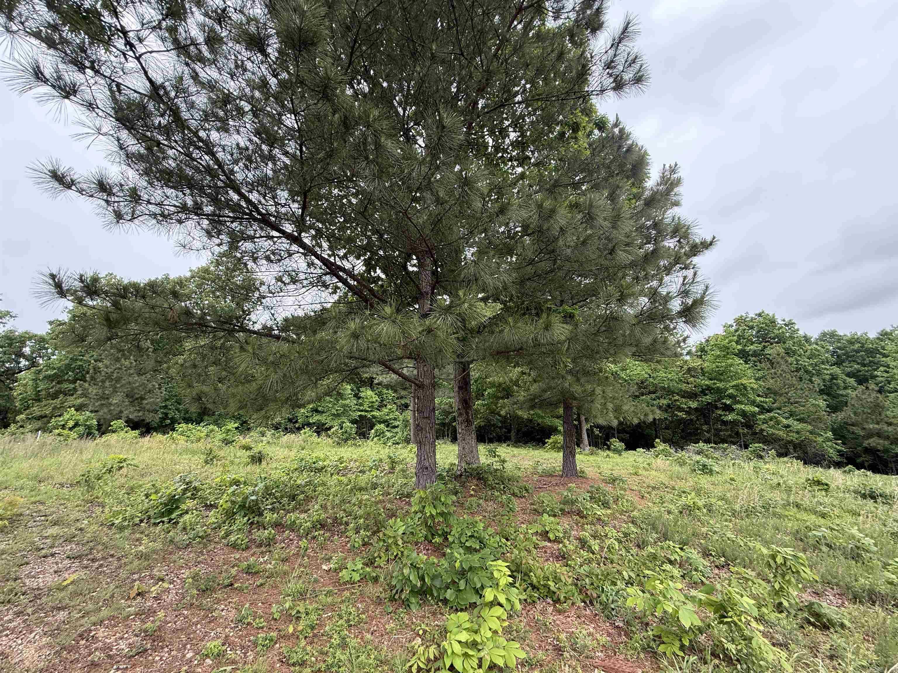 197 County 426  Rector, AR