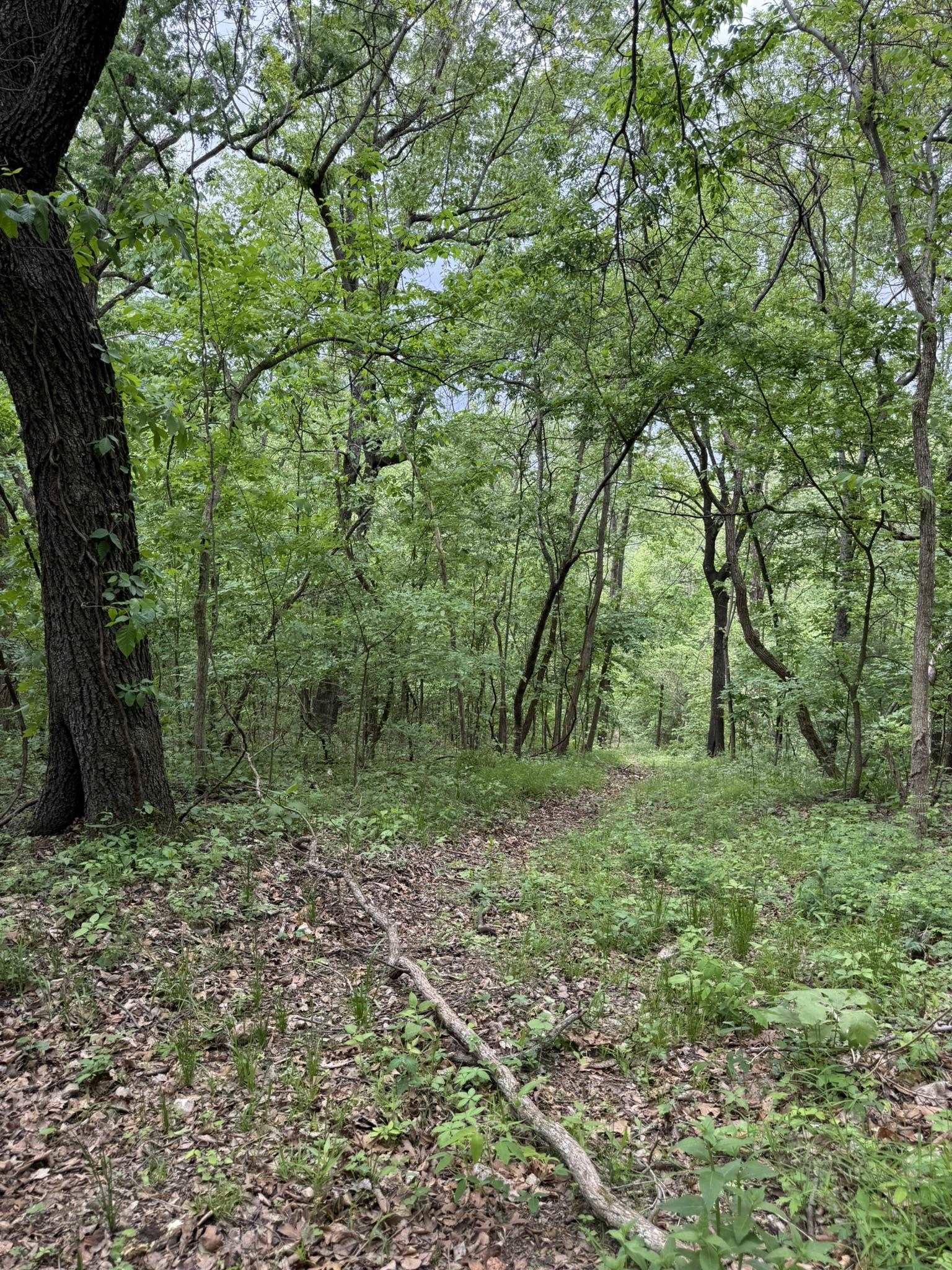 104A Williamson Trail  Guion, AR