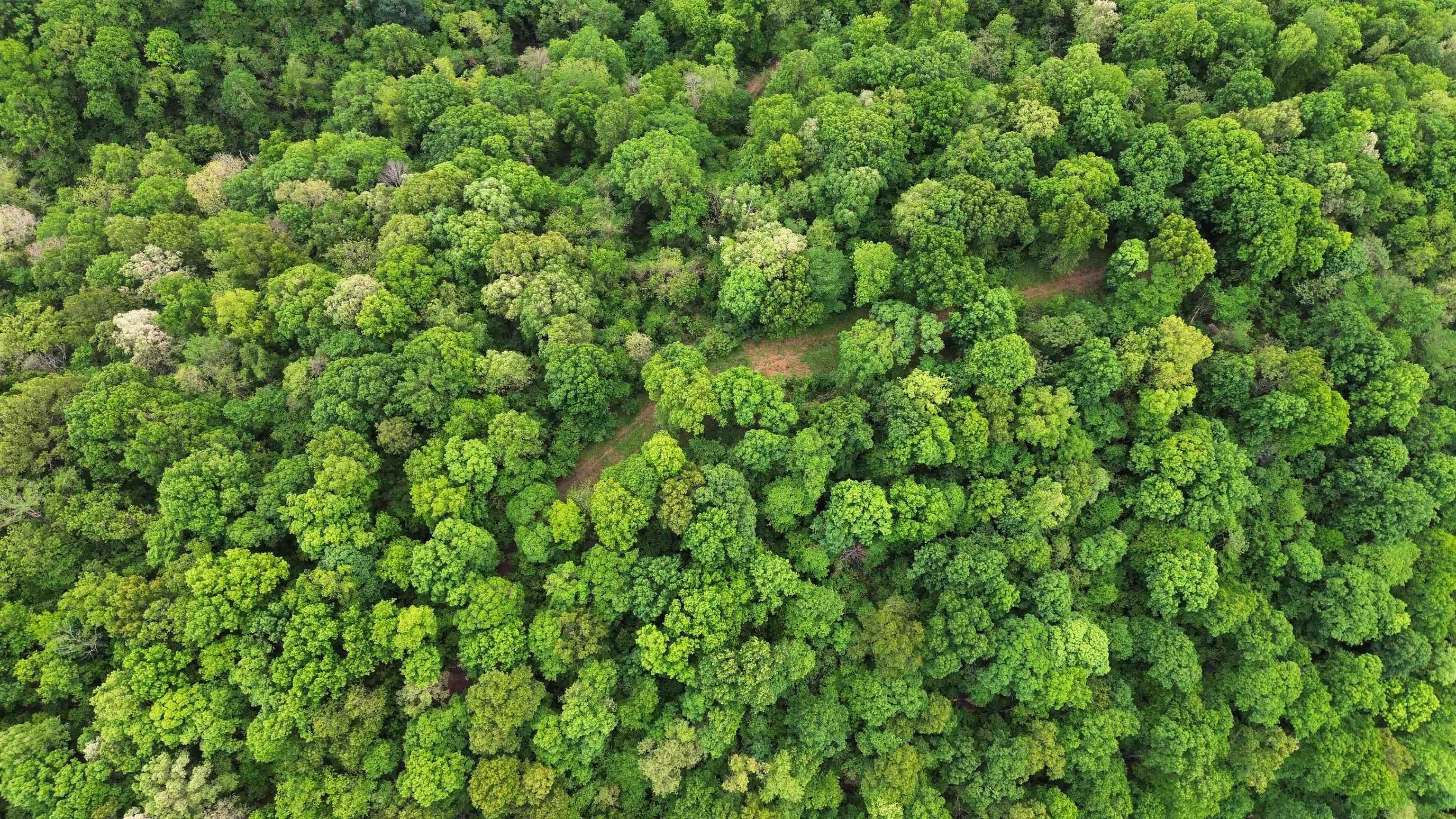 104A Williamson Trail  Guion, AR