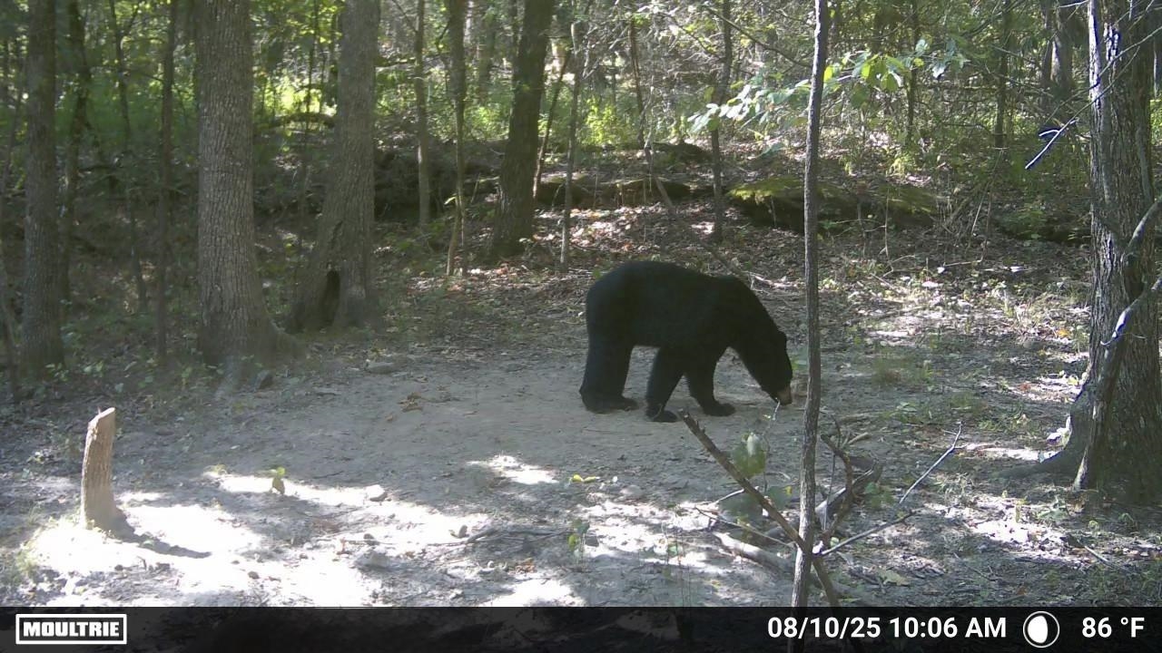 104A Williamson Trail  Guion, AR