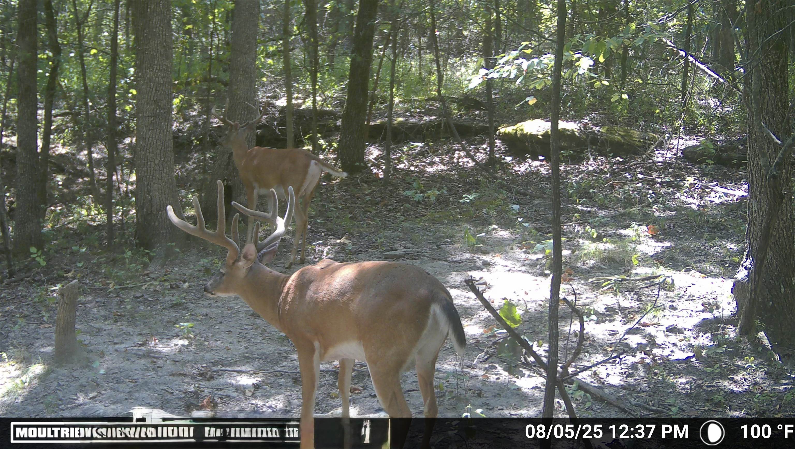 104A Williamson Trail  Guion, AR