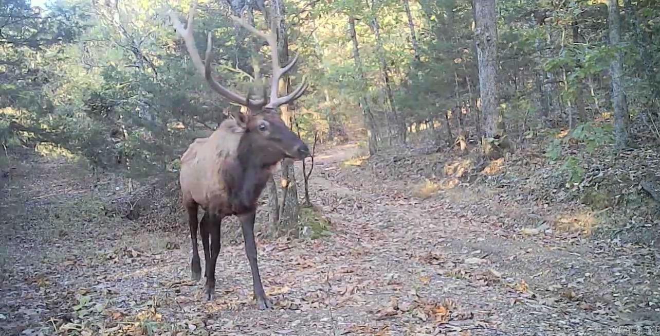 582 Marathon Lane  Saint Joe, AR