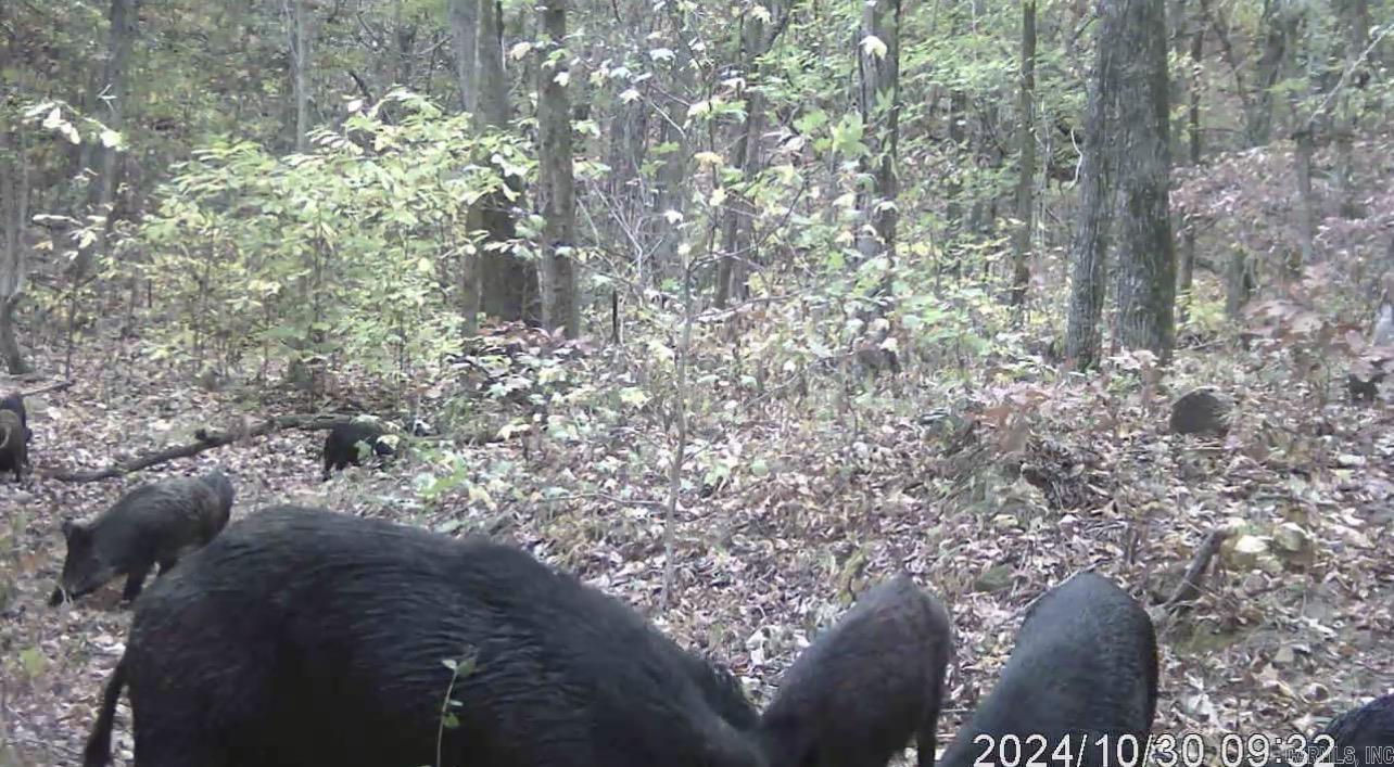 582 Marathon Lane  Saint Joe, AR