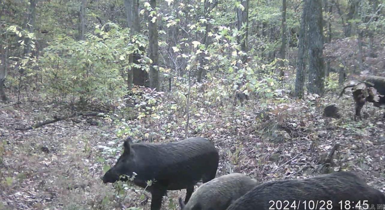 582 Marathon Lane  Saint Joe, AR