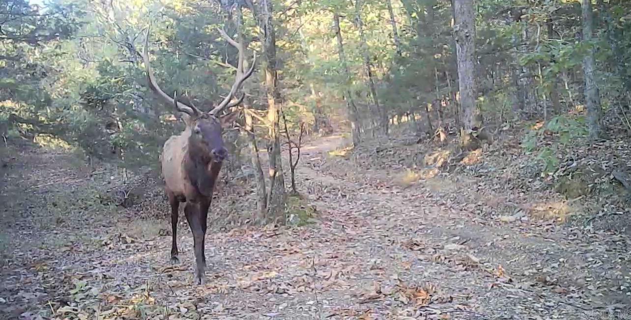 582 Marathon Lane  Saint Joe, AR