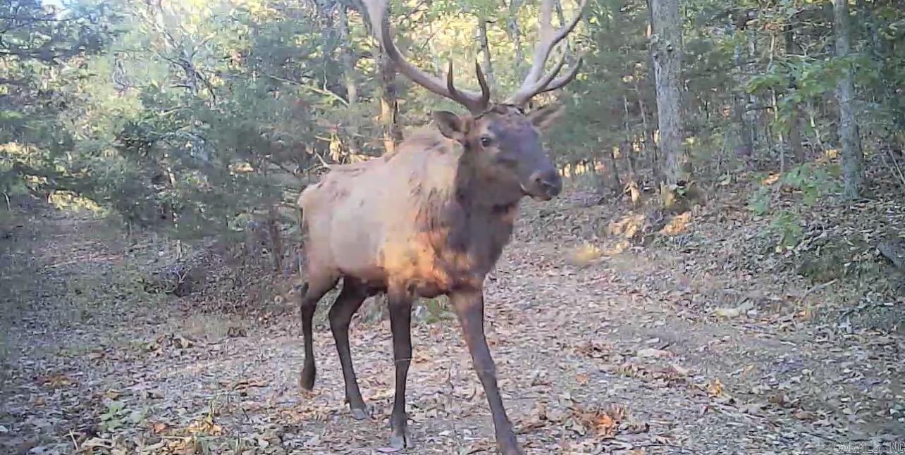 582 Marathon Lane  Saint Joe, AR