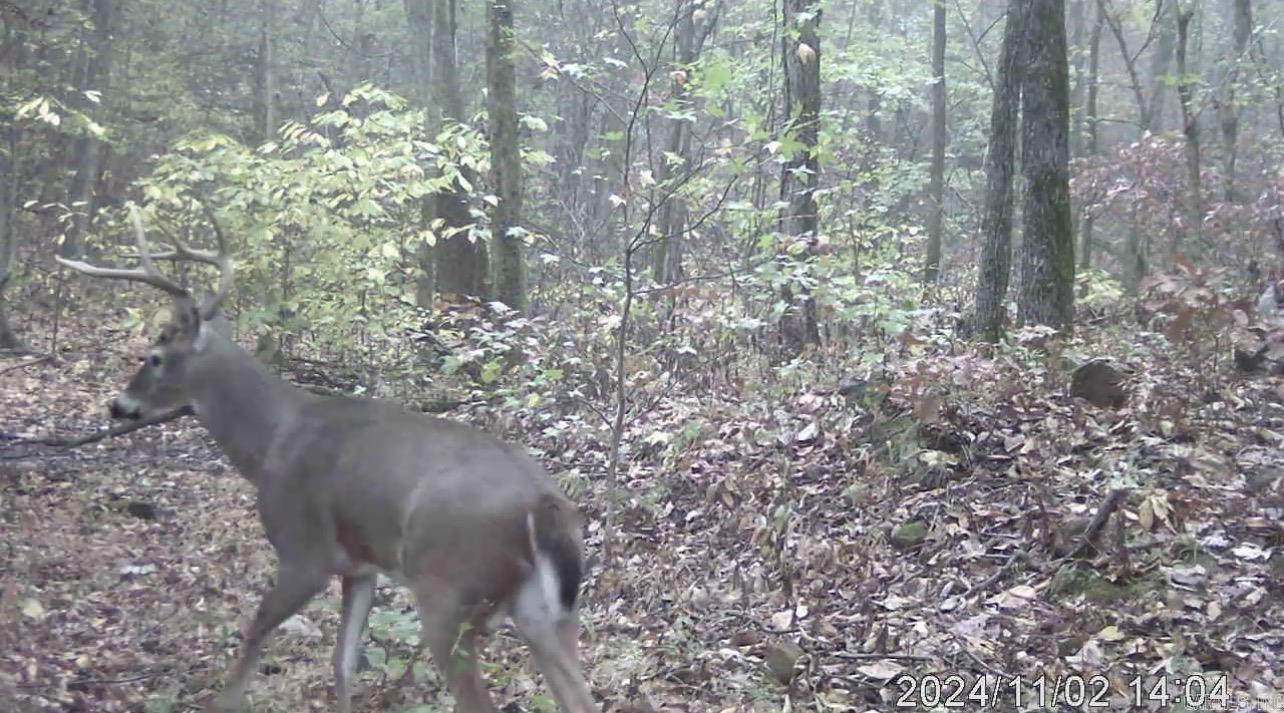 582 Marathon Lane  Saint Joe, AR