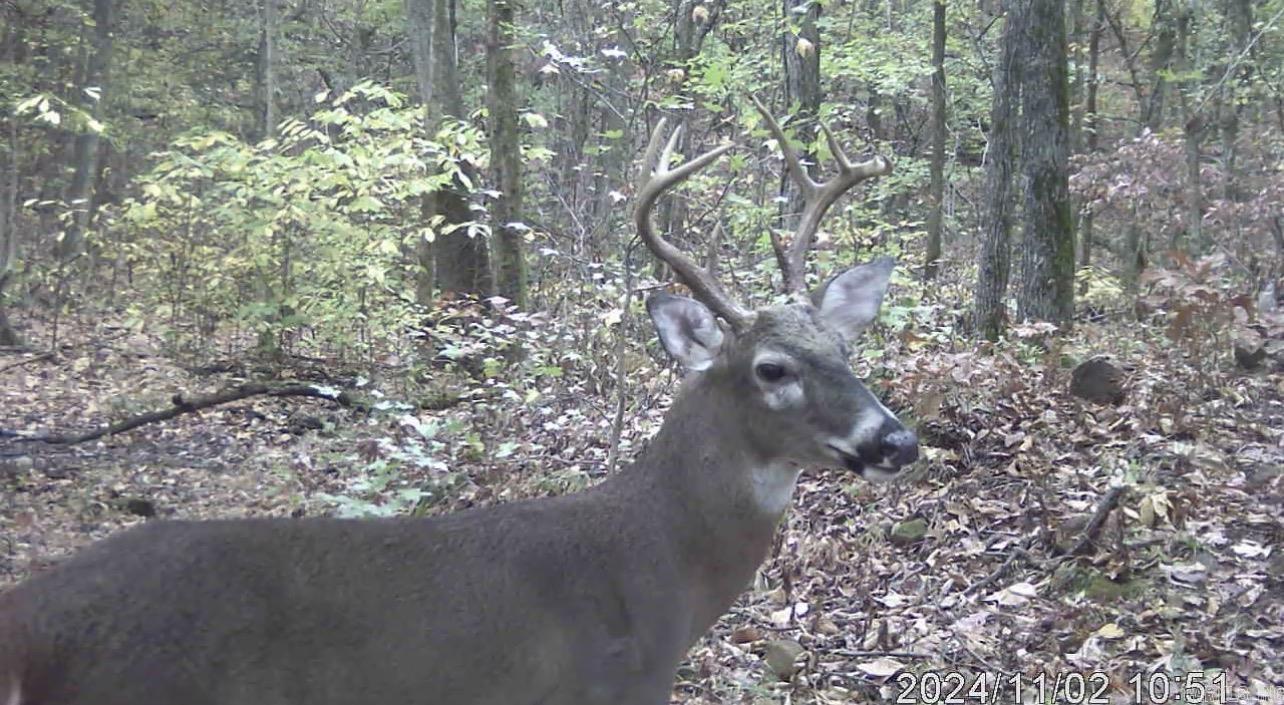 582 Marathon Lane  Saint Joe, AR