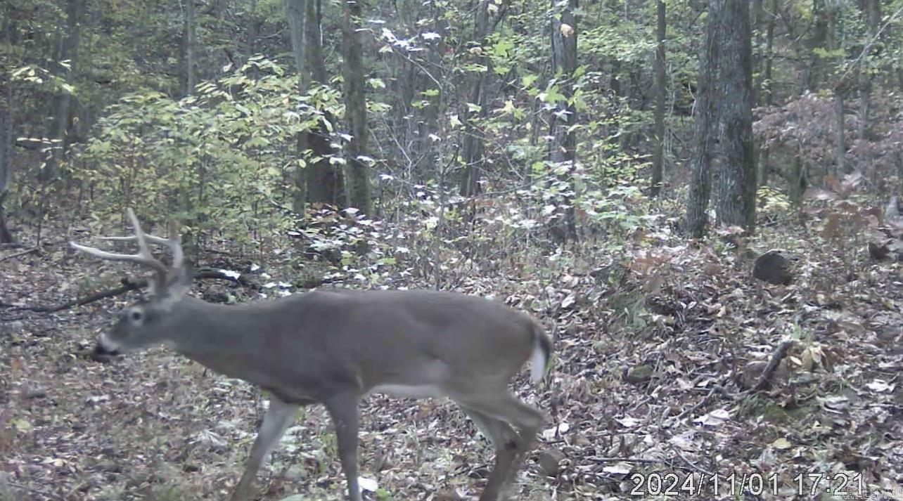 582 Marathon Lane  Saint Joe, AR