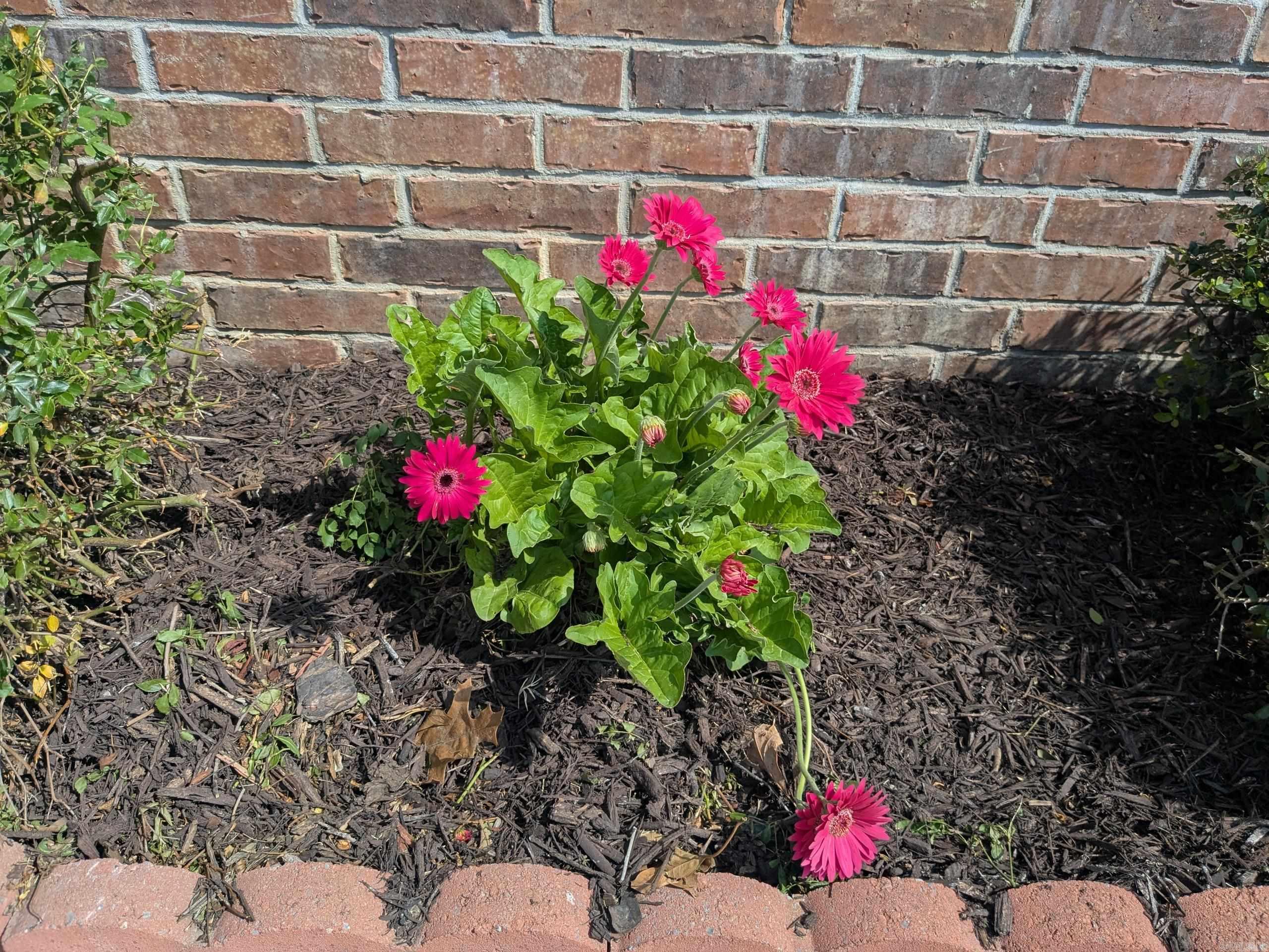 4204 Willow Ridge  Jonesboro, AR