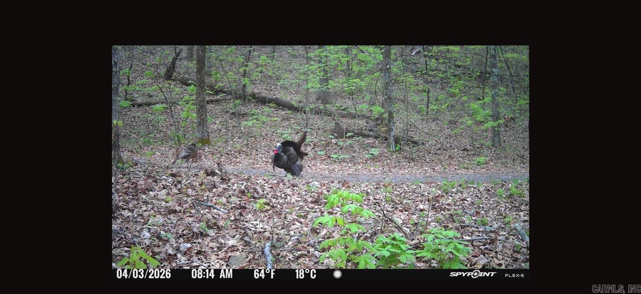 5800 White Oak Mountain  Hector, AR