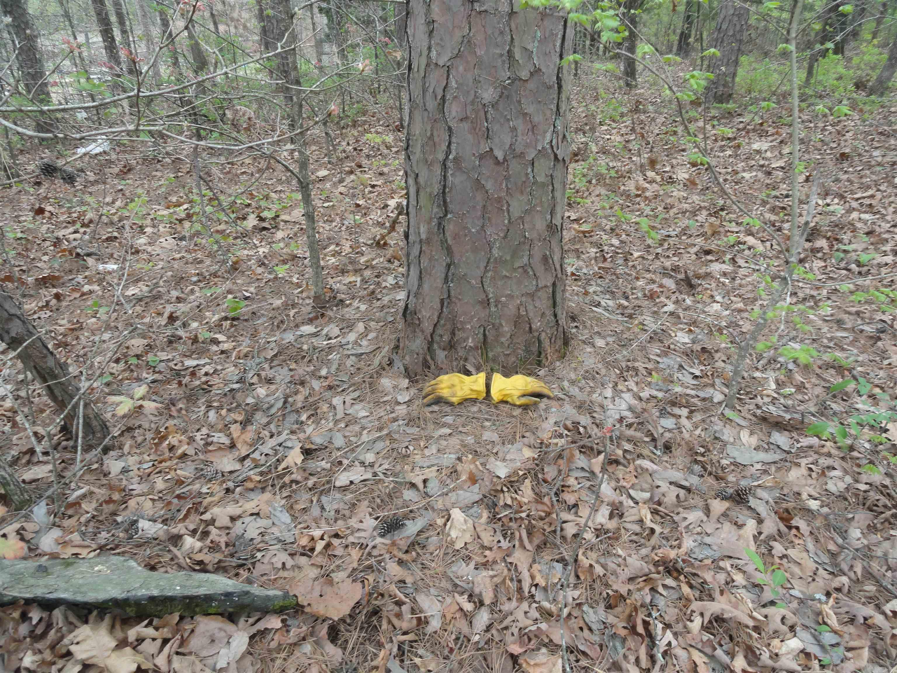 0000 Long Branch Lane Bee Branch, AR 72013