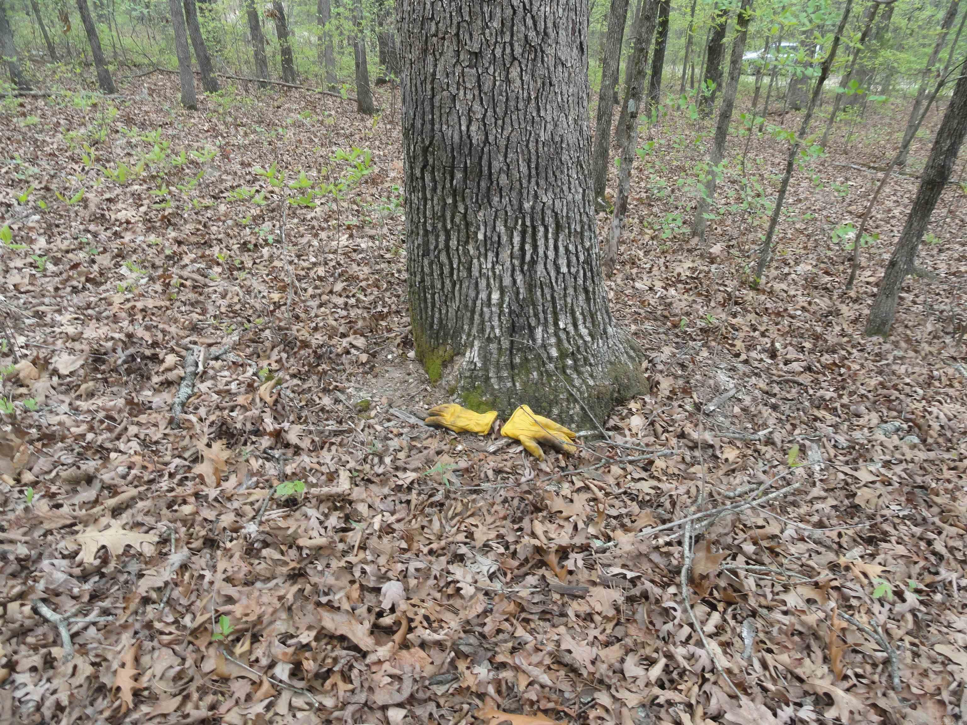 0000 Long Branch Lane Bee Branch, AR 72013