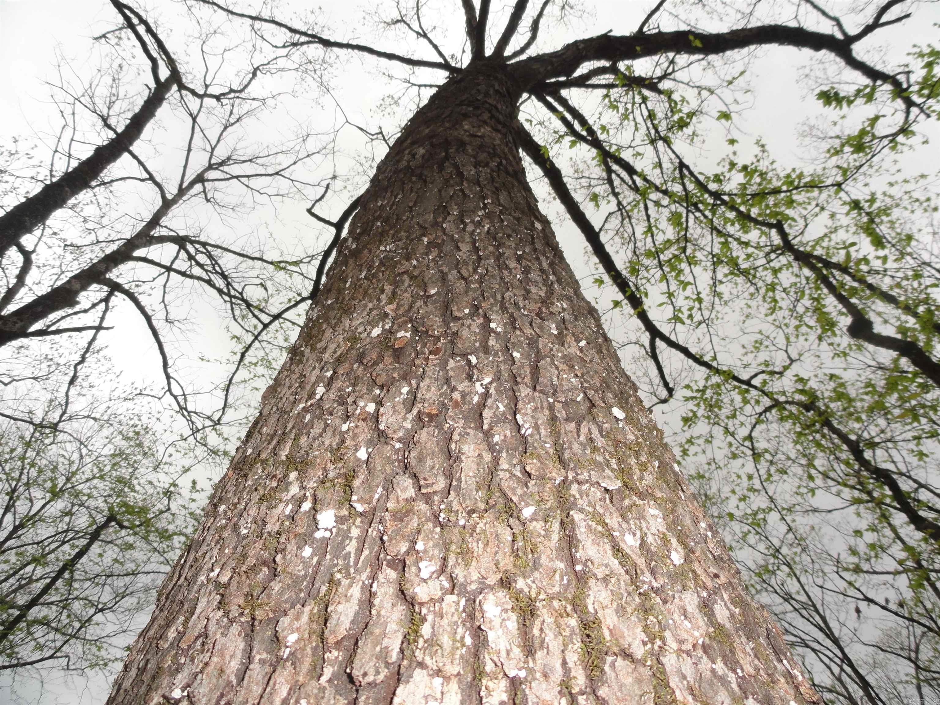 0000 Long Branch Lane Bee Branch, AR 72013