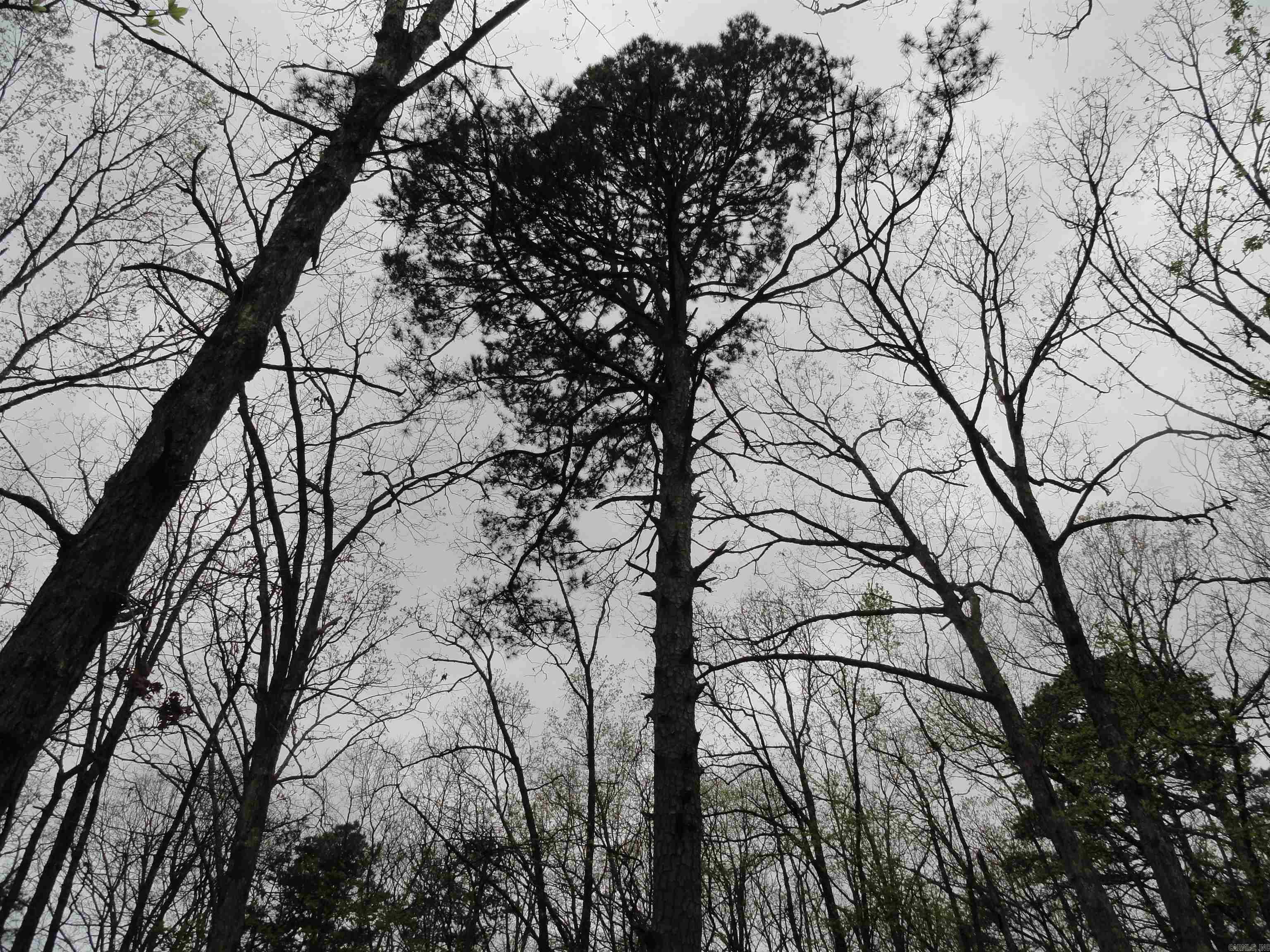 0000 Long Branch Lane Bee Branch, AR 72013