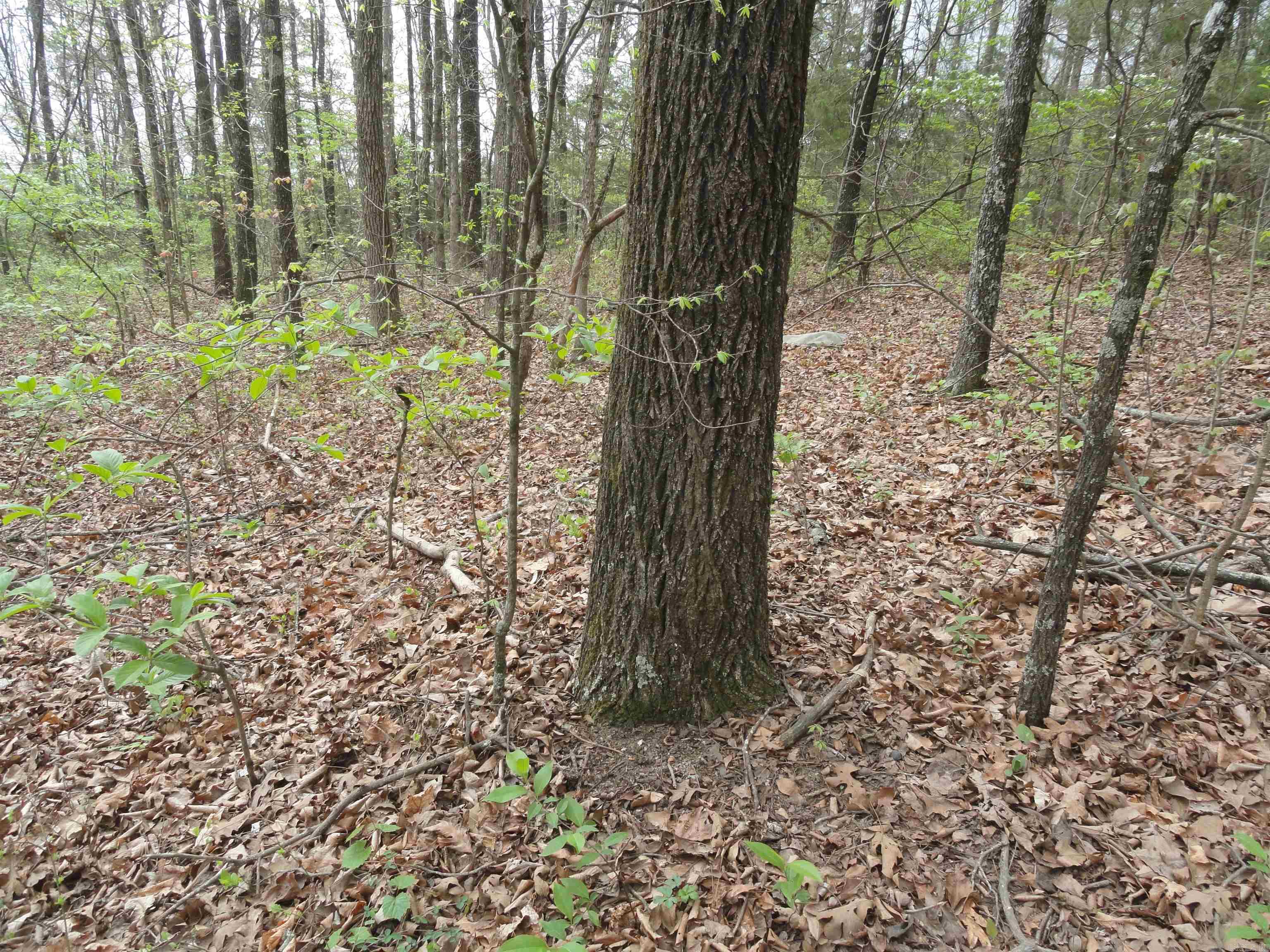 0000 Long Branch Lane Bee Branch, AR 72013
