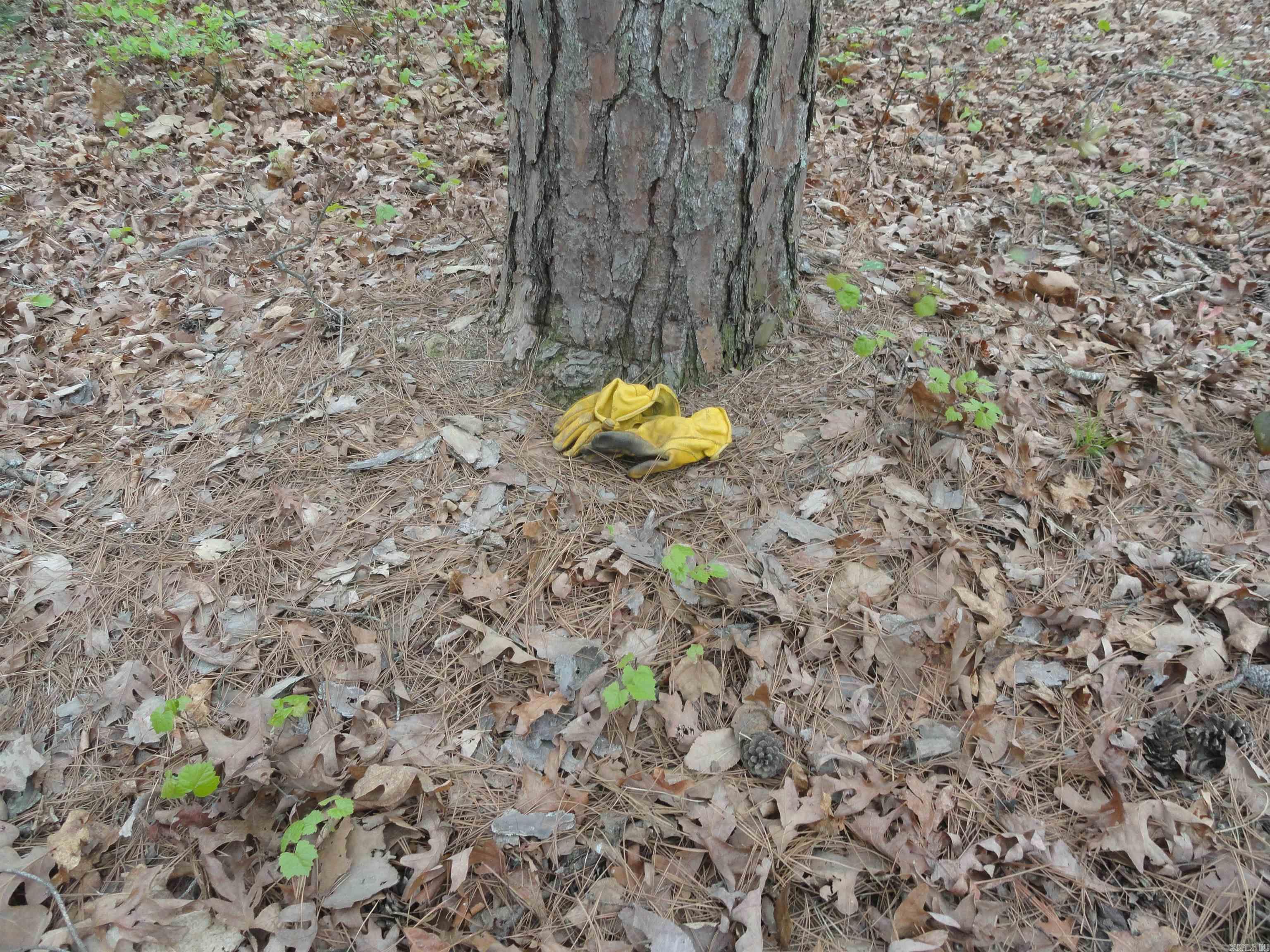 0000 Long Branch Lane Bee Branch, AR 72013