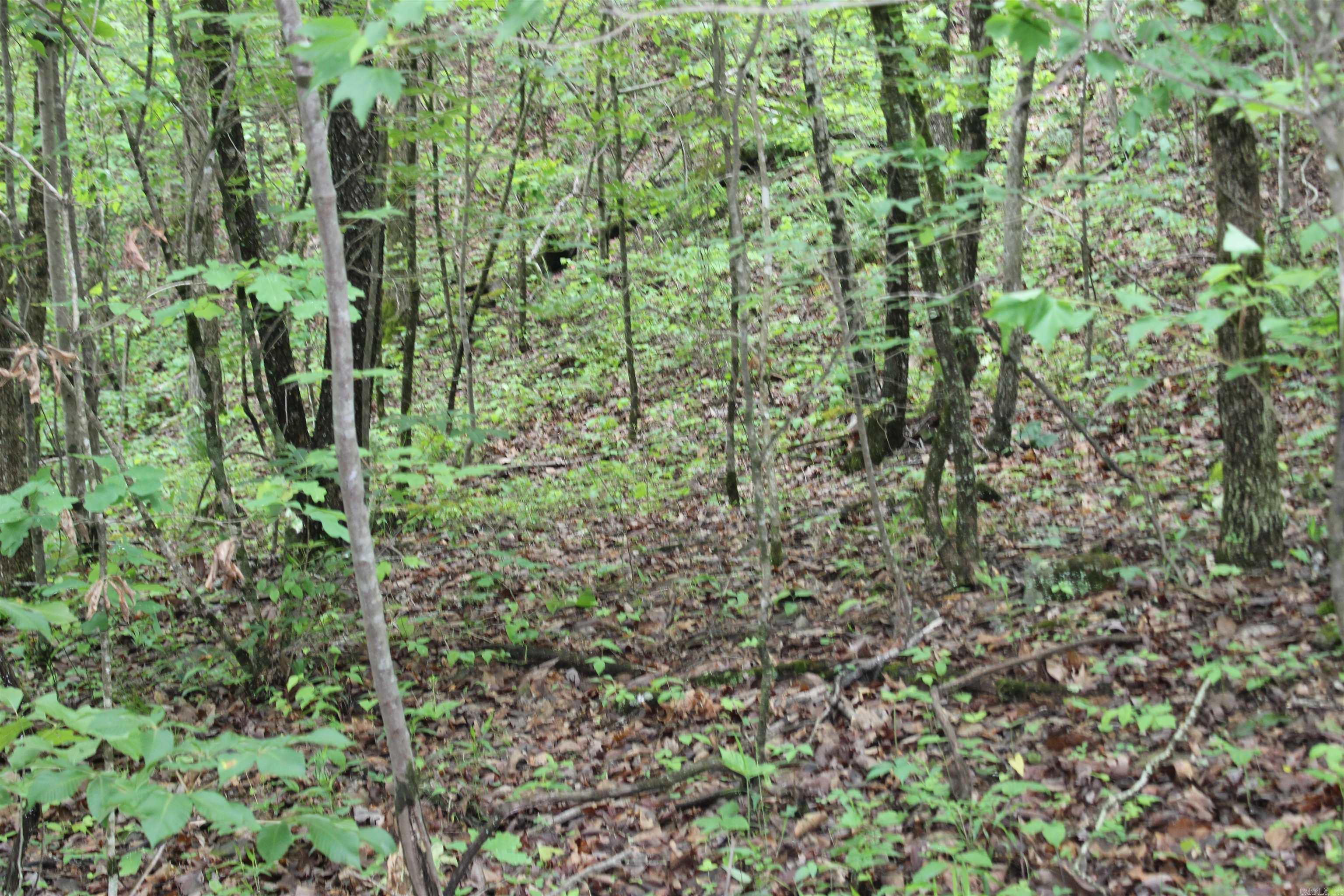 000 East Mountain Road  Bee Branch, AR