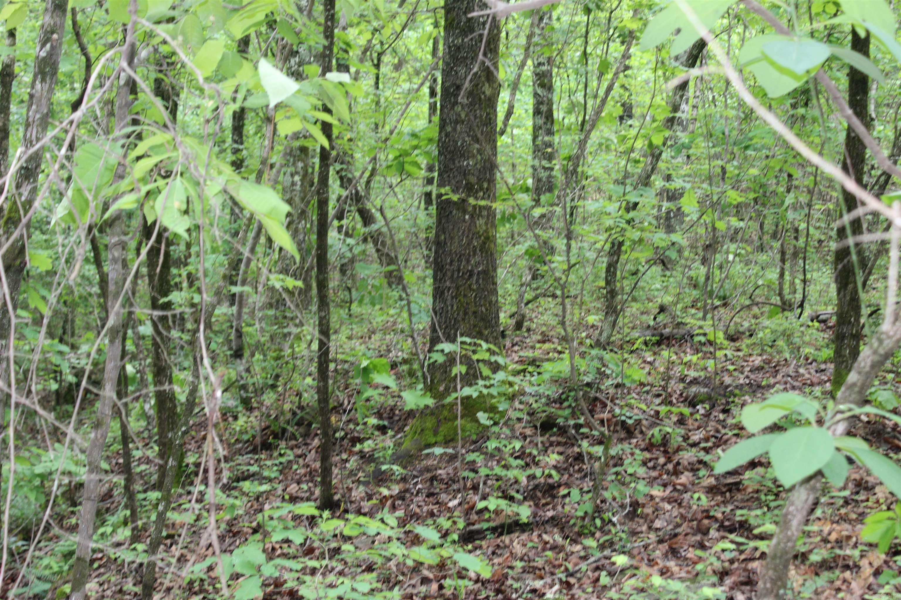 000 East Mountain Road  Bee Branch, AR