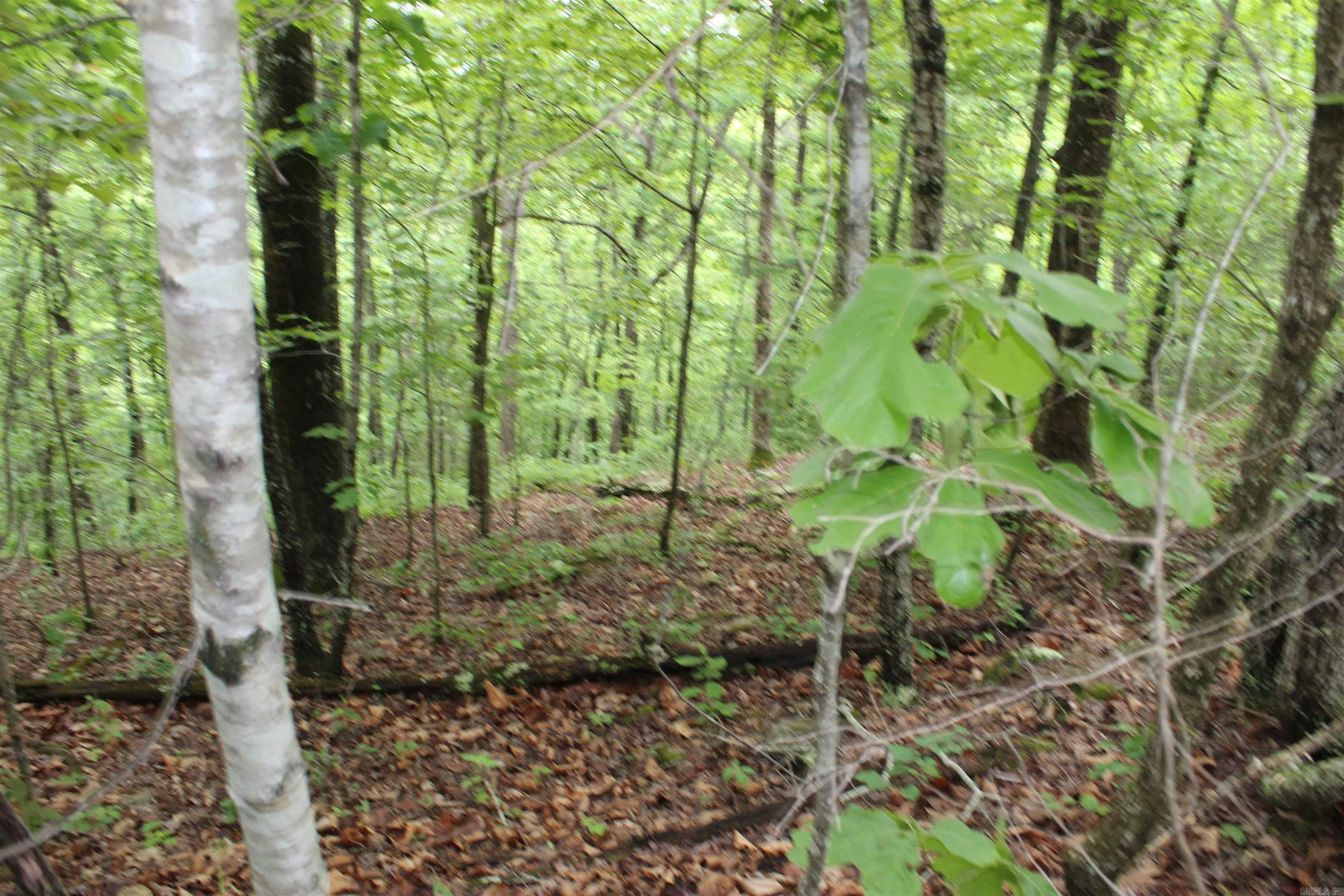 000 East Mountain Road  Bee Branch, AR