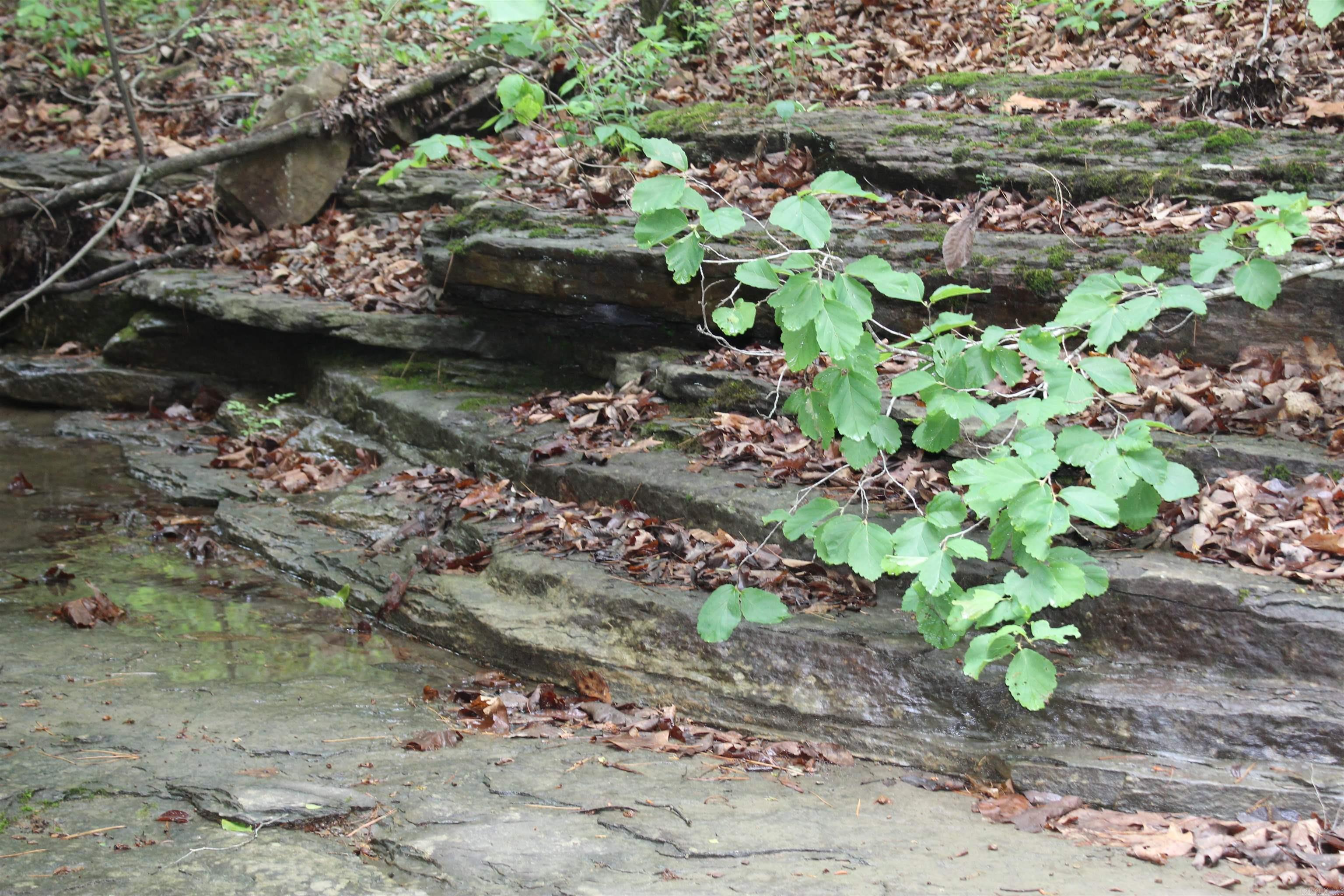 000 East Mountain Road  Bee Branch, AR