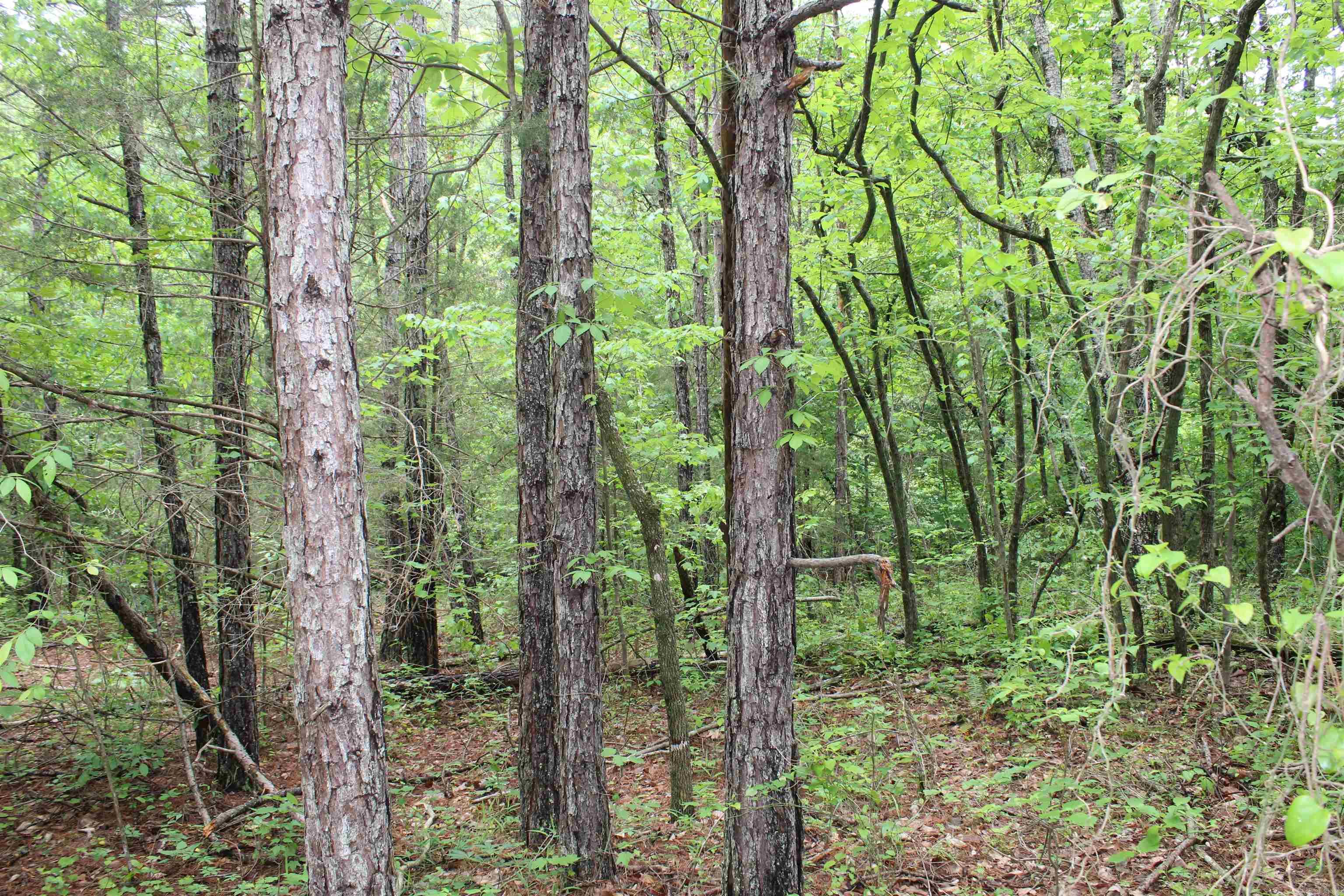 000 East Mountain Road  Bee Branch, AR