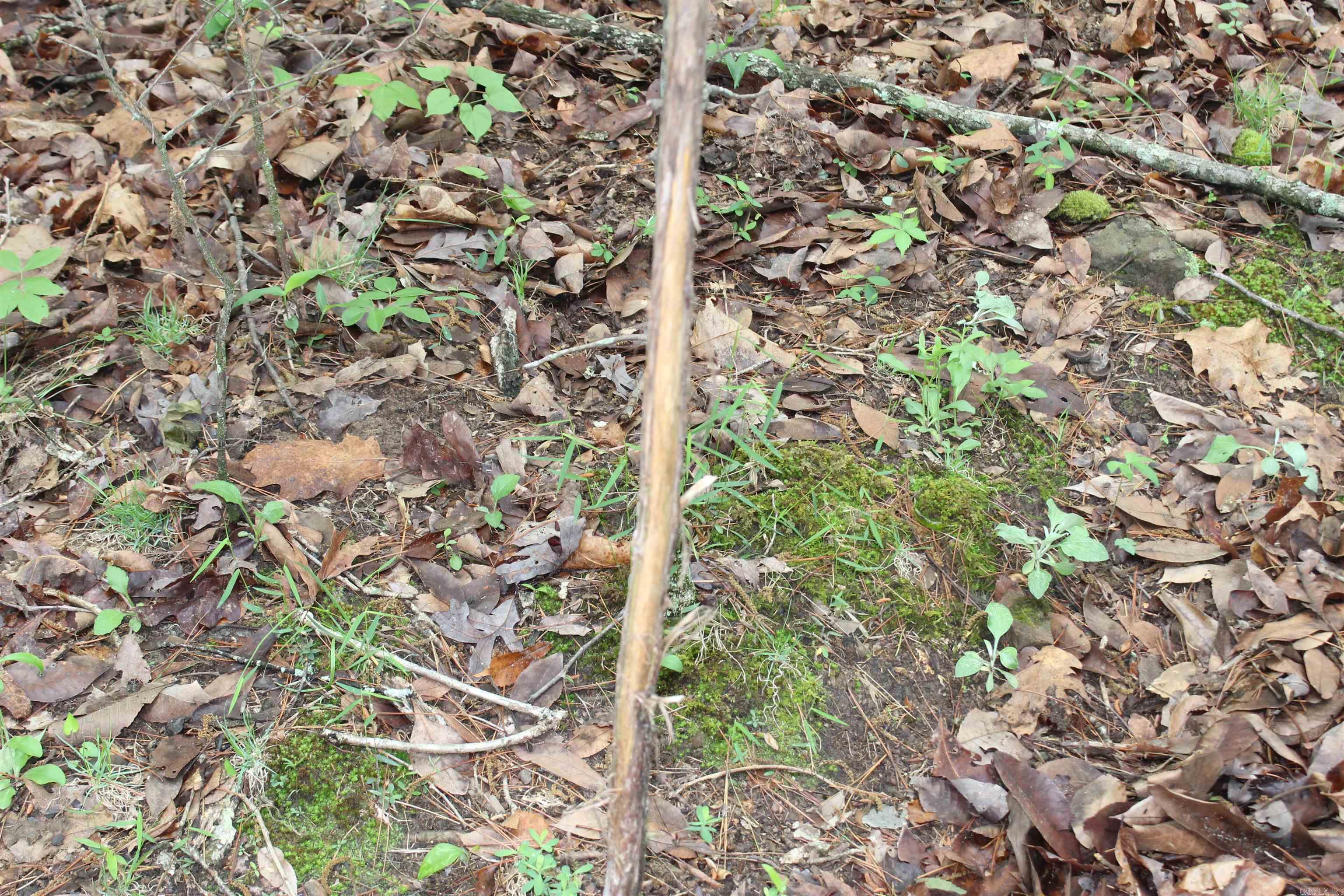 000 East Mountain Road  Bee Branch, AR