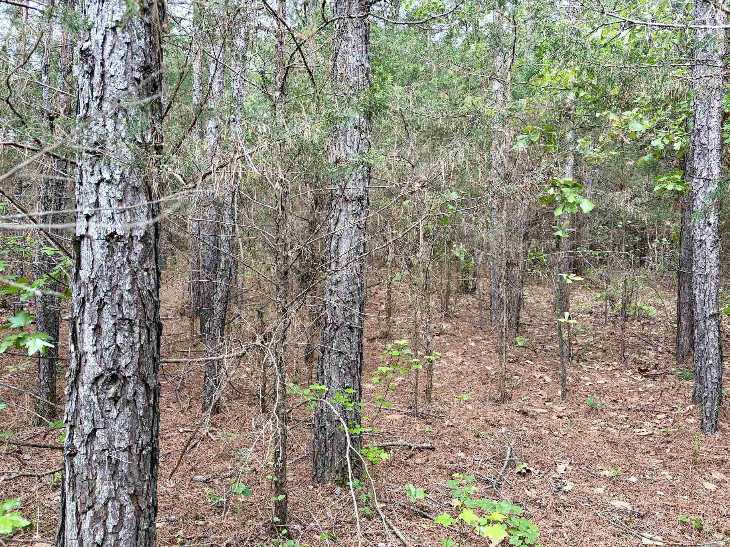 530 Sidon Road  Rose Bud, AR