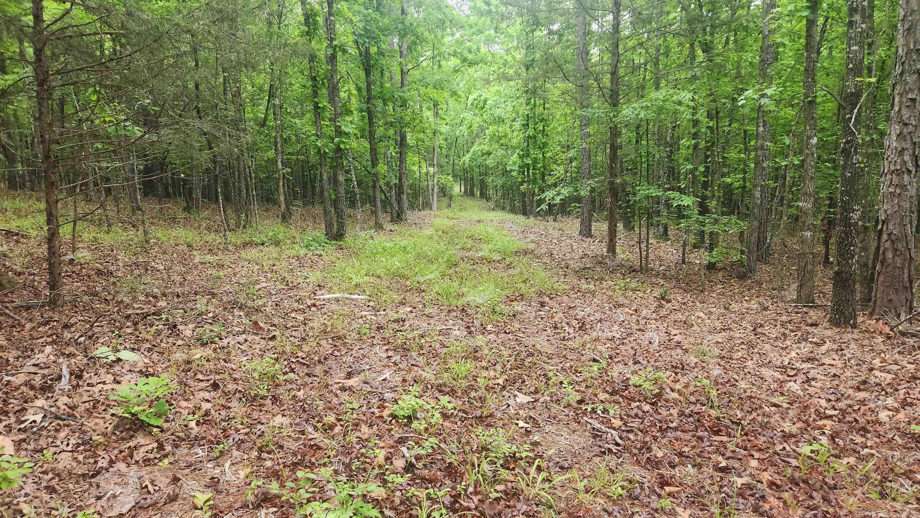 598 Ryan Road  Oden, AR