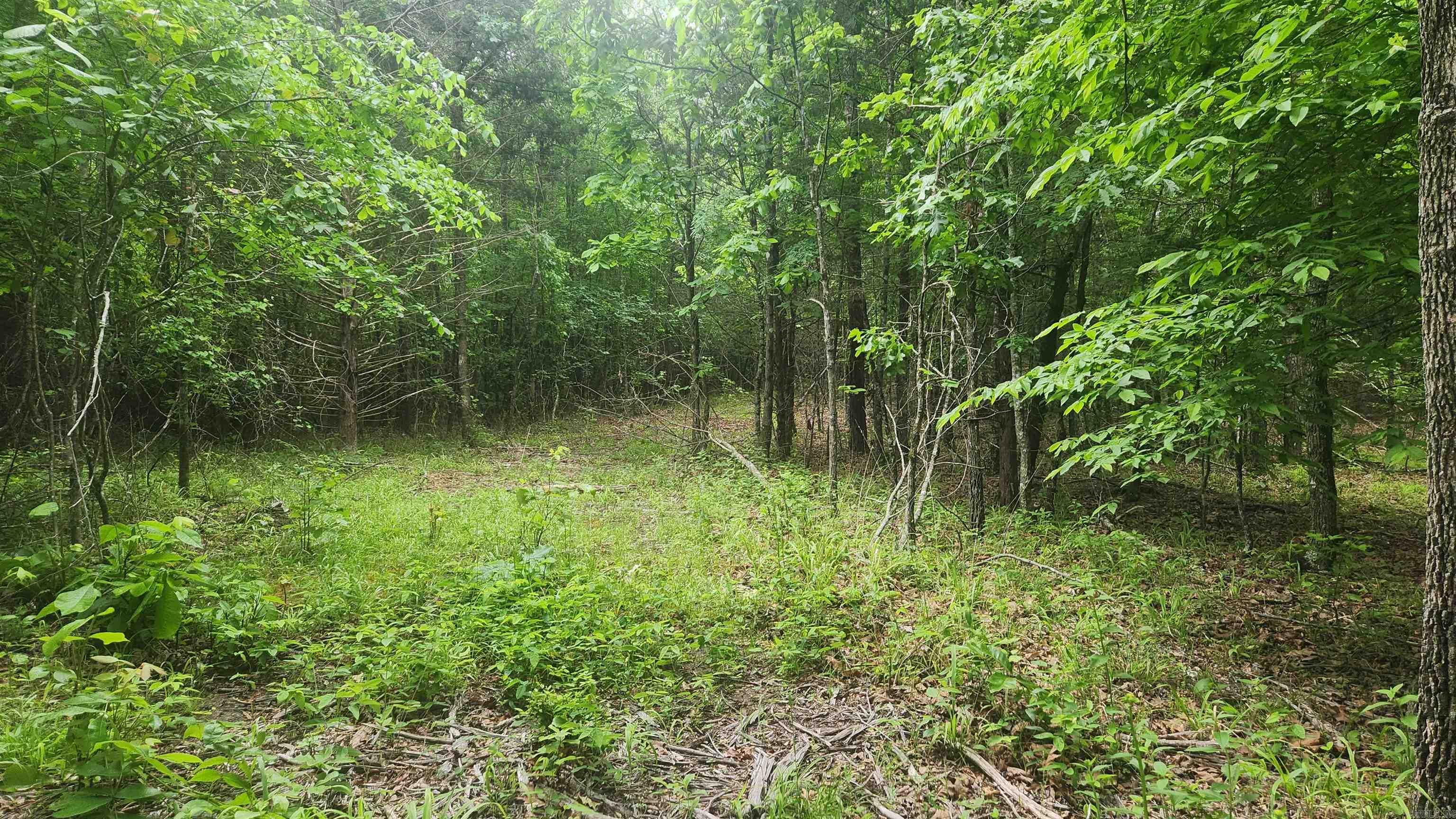 598 Ryan Road  Oden, AR