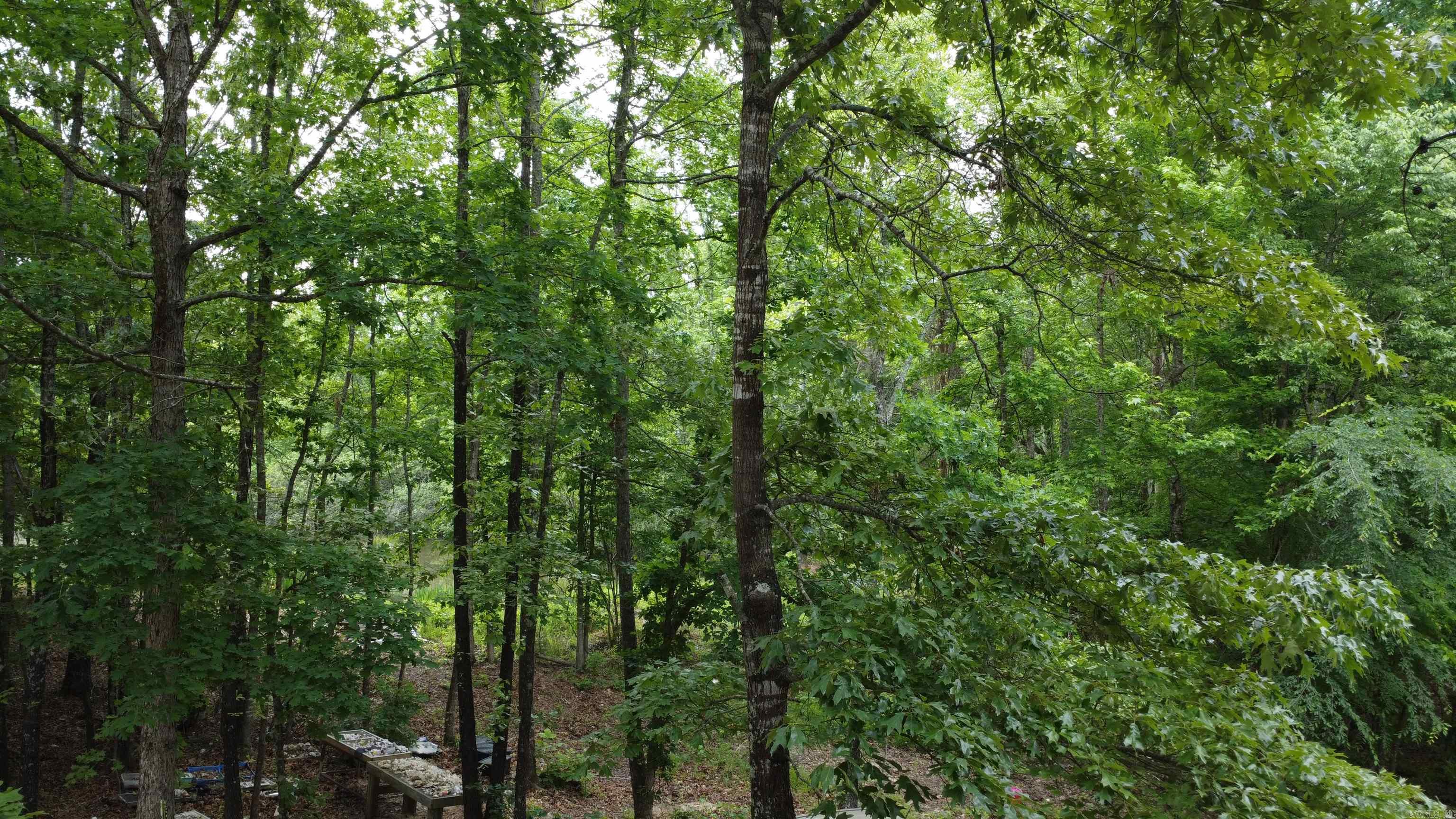 598 Ryan Road  Oden, AR