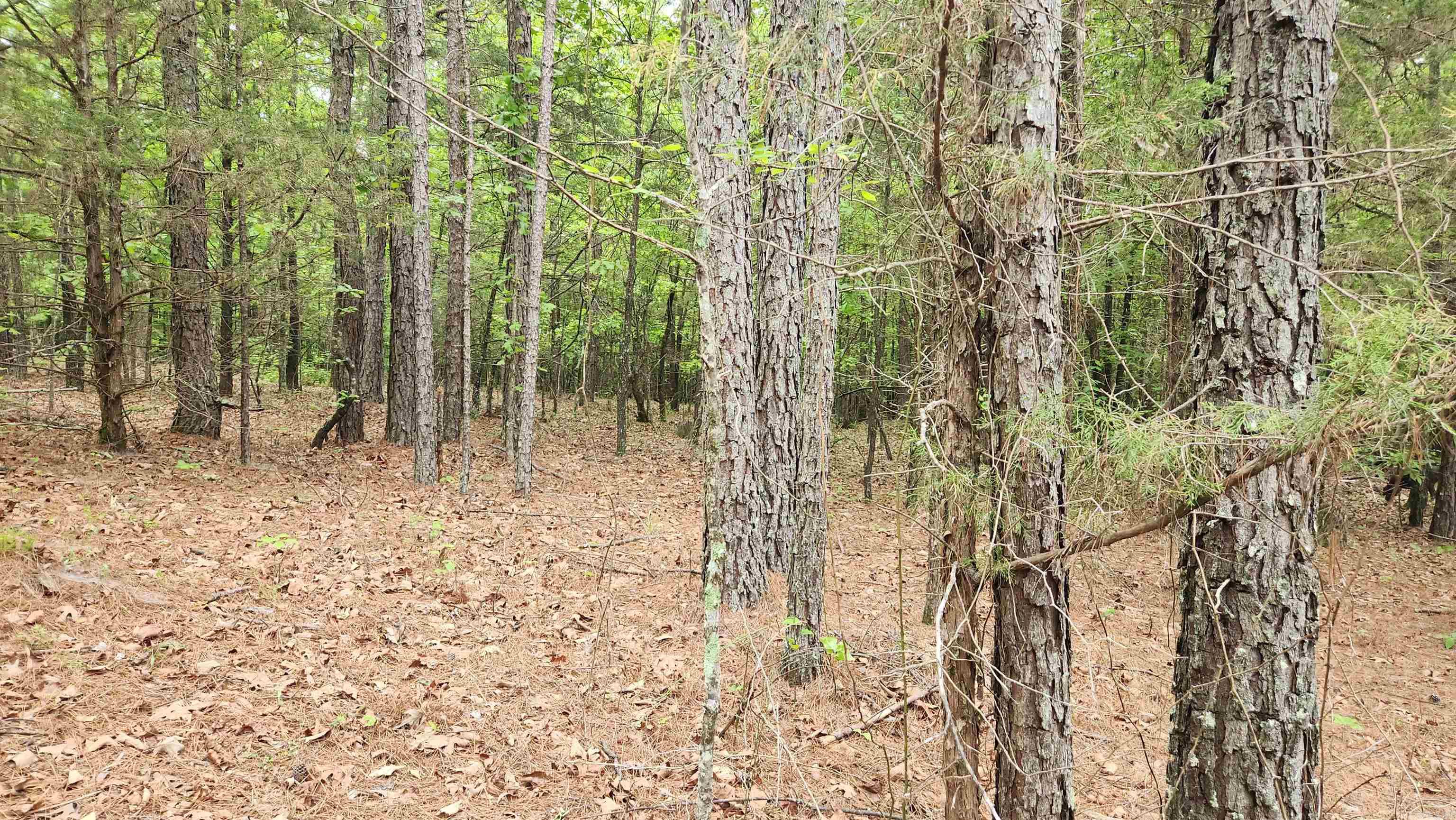 598 Ryan Road  Oden, AR