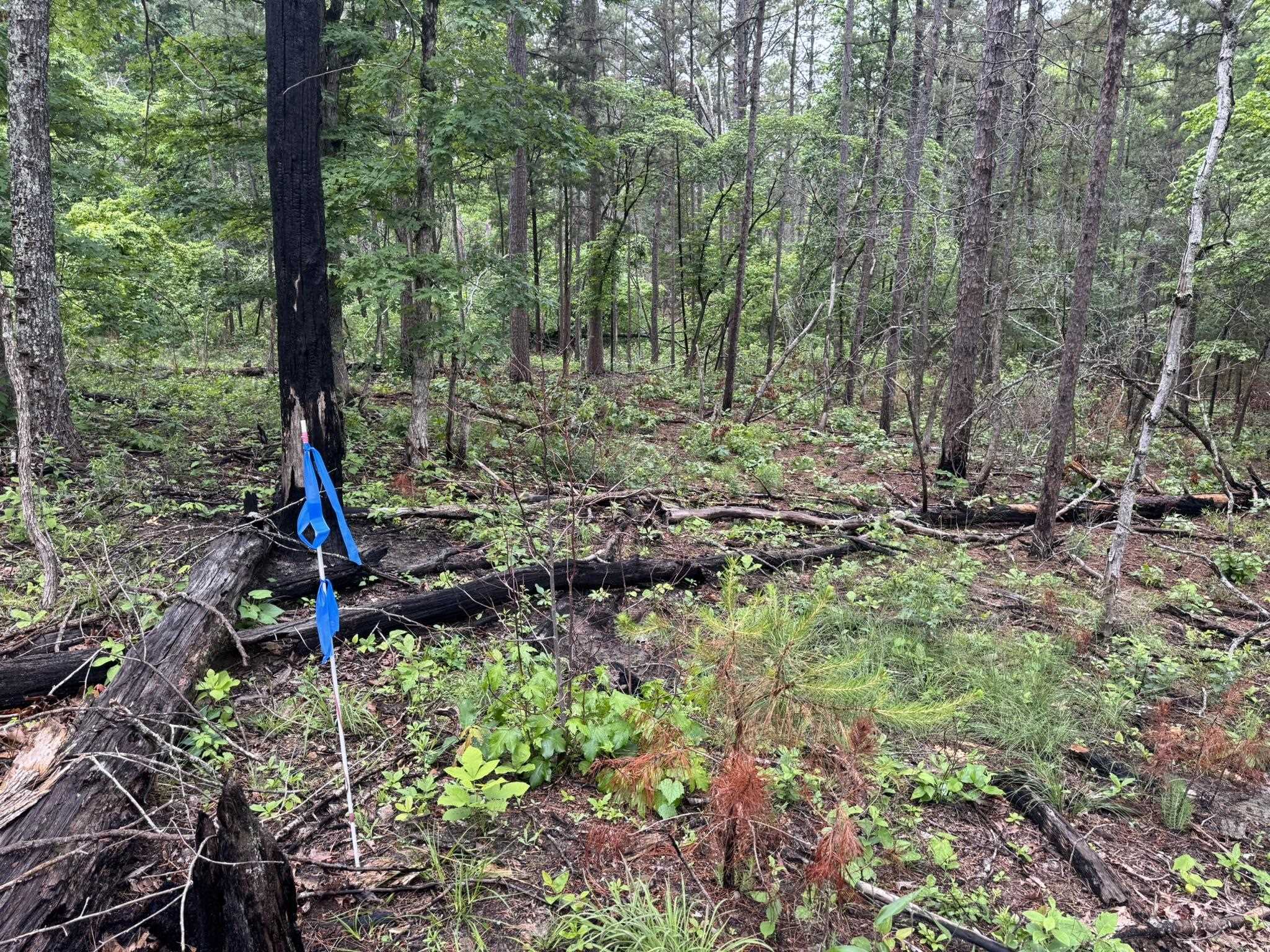 160A S AR 9 Hwy  Melbourne, AR