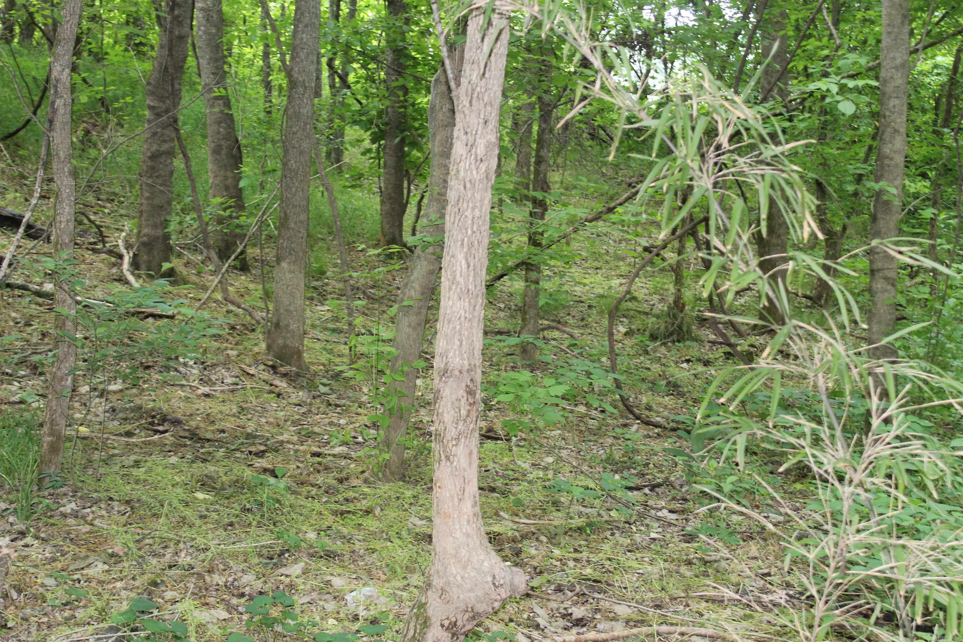 0 County Rd 157 River Ridge Estates  Guion, AR
