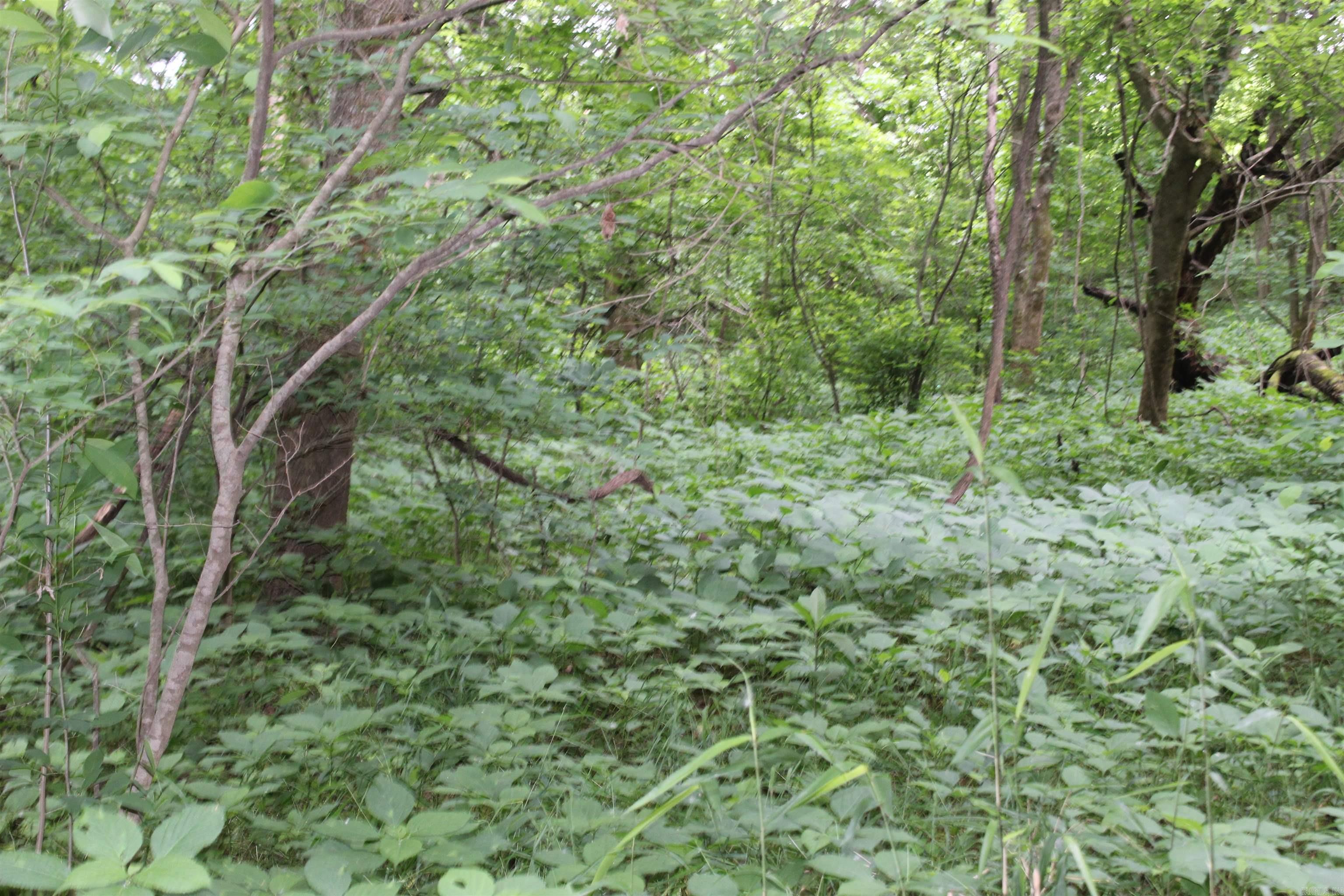 0 County Rd 157 River Ridge Estates  Guion, AR